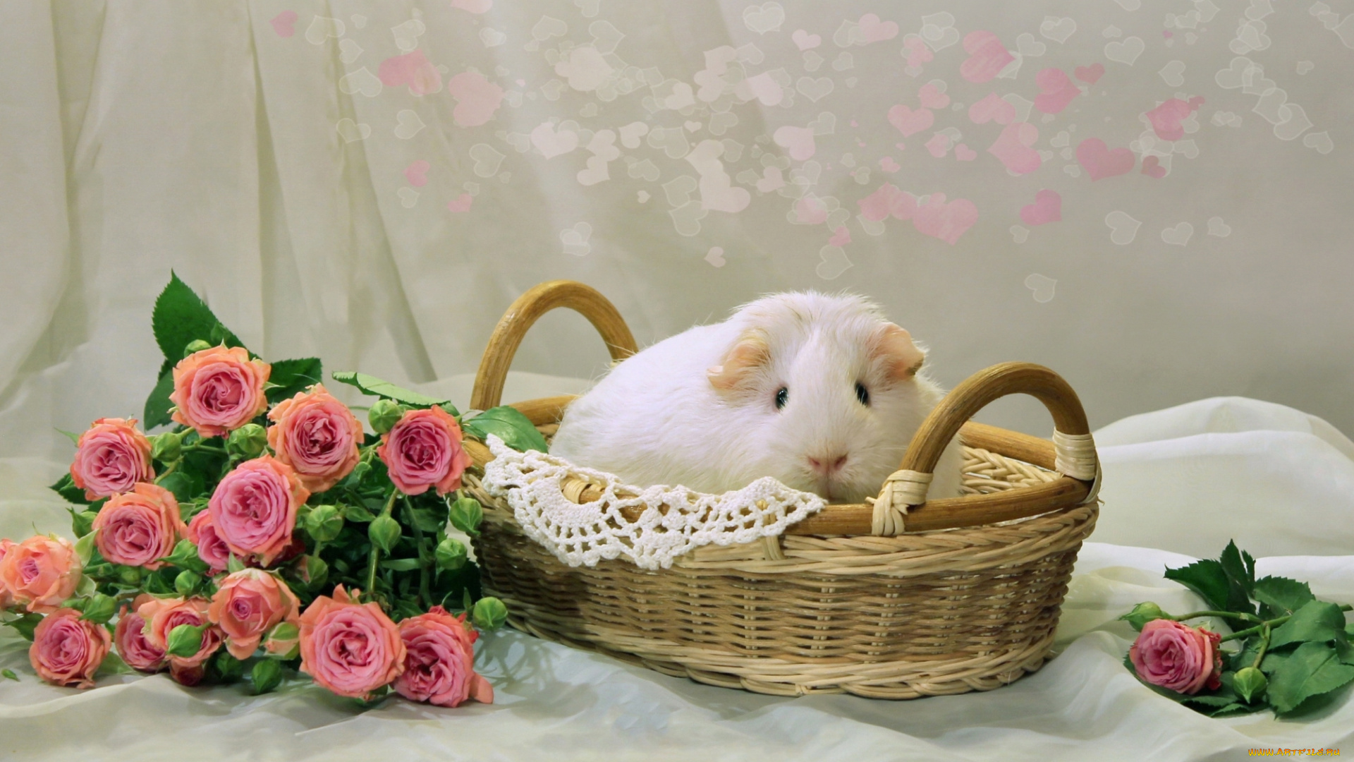 животные, морские, свинки, , хомяки, морская, свинка, корзина, розы