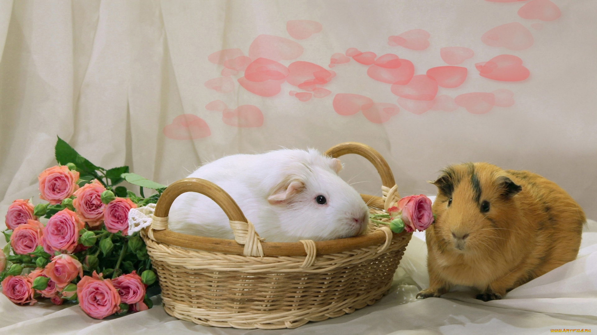 животные, морские, свинки, , хомяки, морские, свинки, пара, корзина, розы