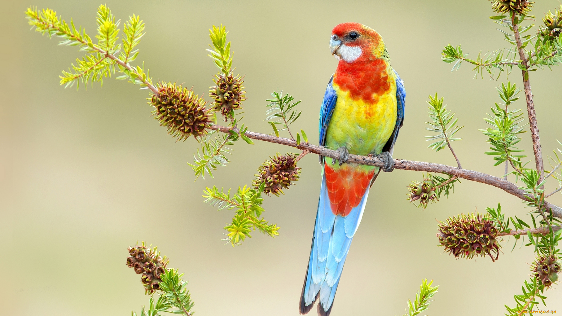 животные, попугаи, яркий, ветка, попугай, птица