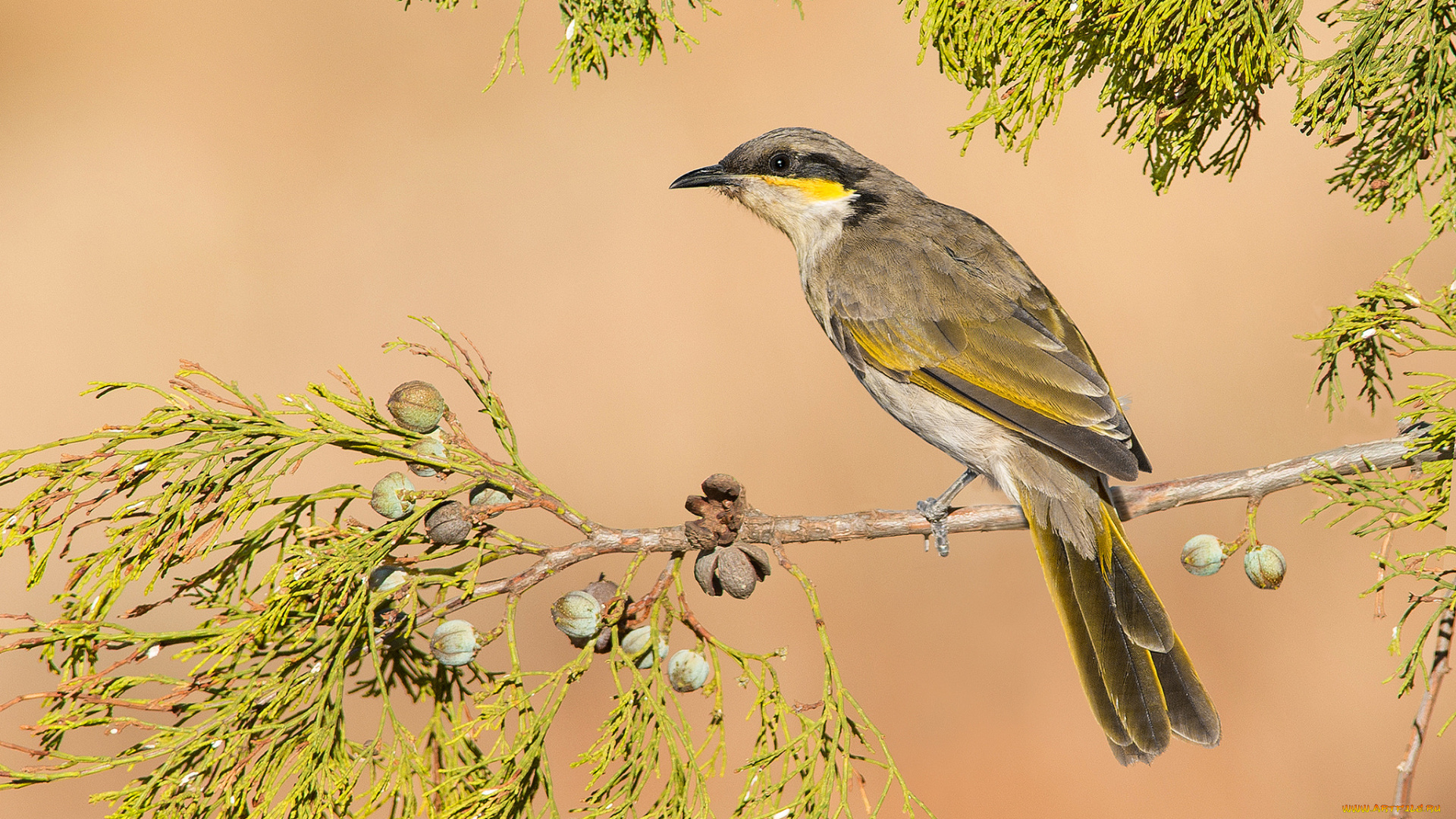 животные, птицы, ветка, листья, ветвь, птица