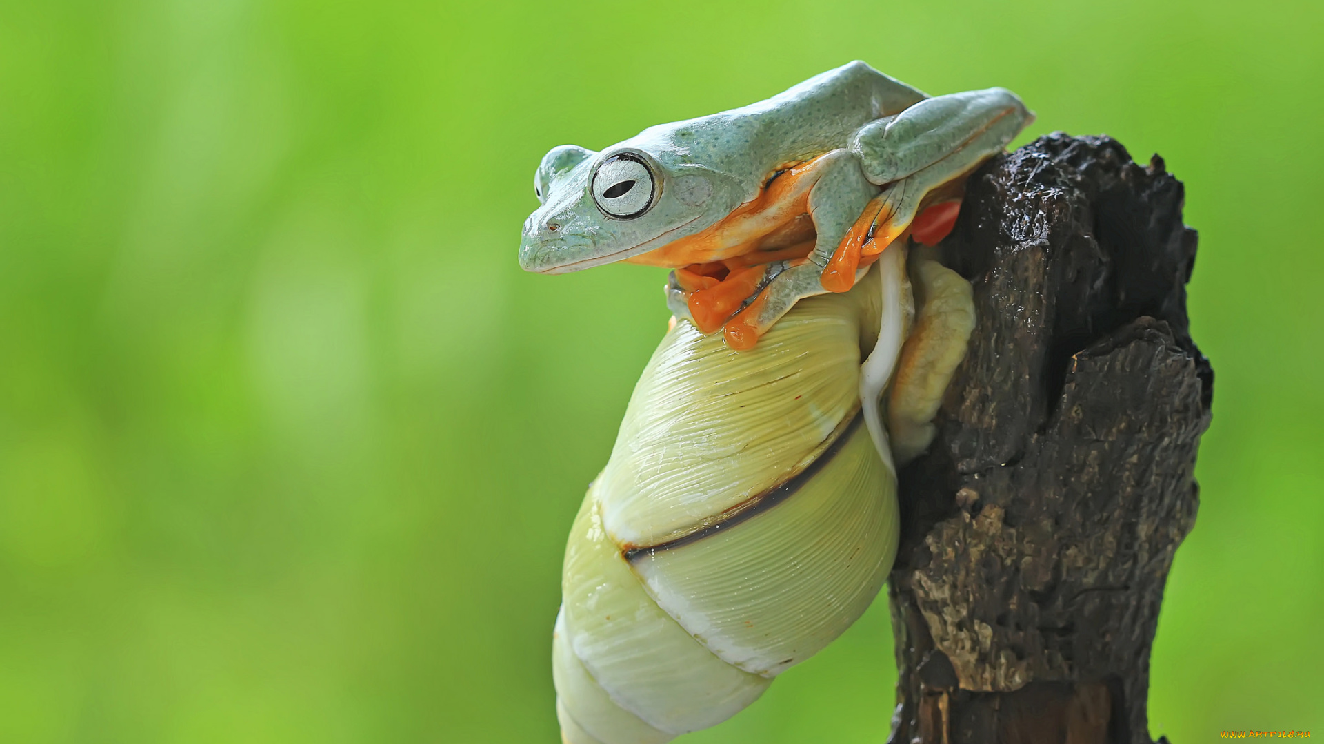 животные, разные, вместе, фон, макро, улитка, лягушка, коряга