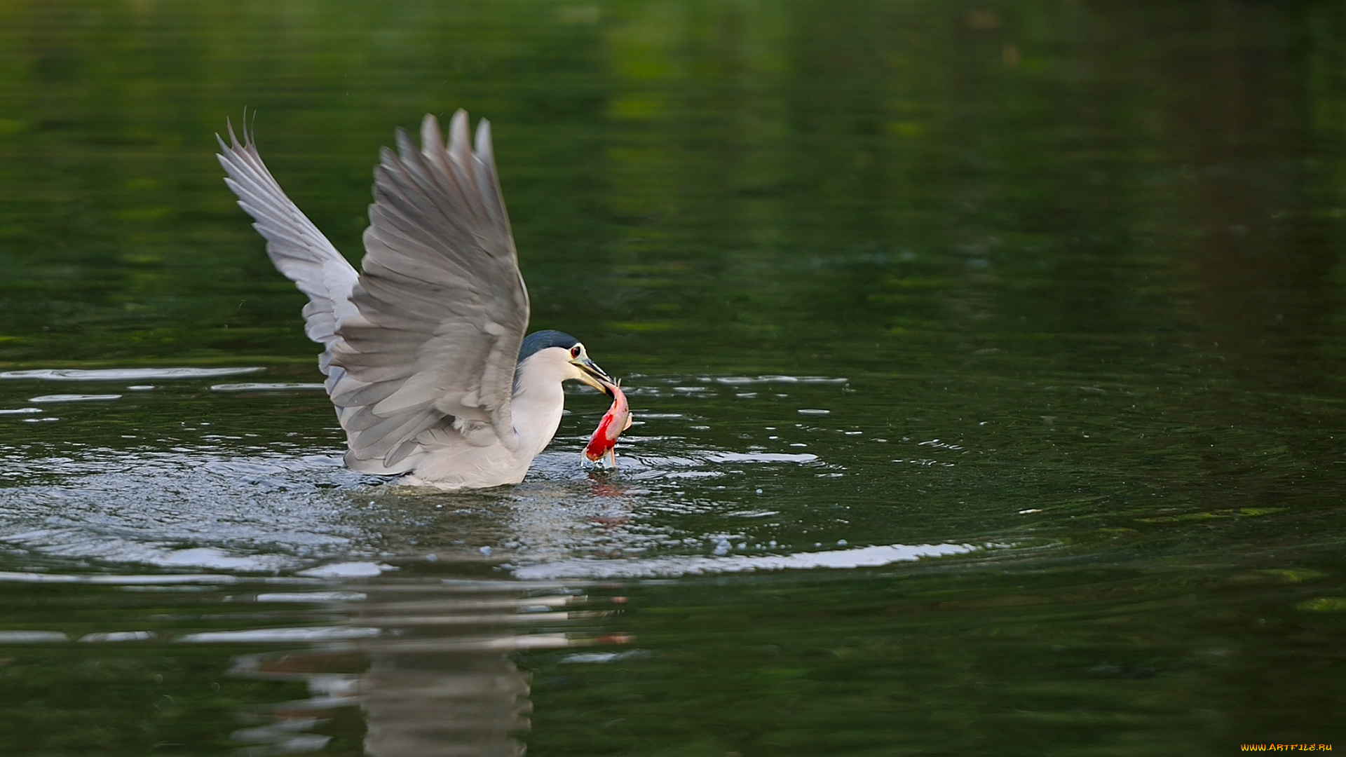 животные, щеглы, , чижи, ночь, цапля