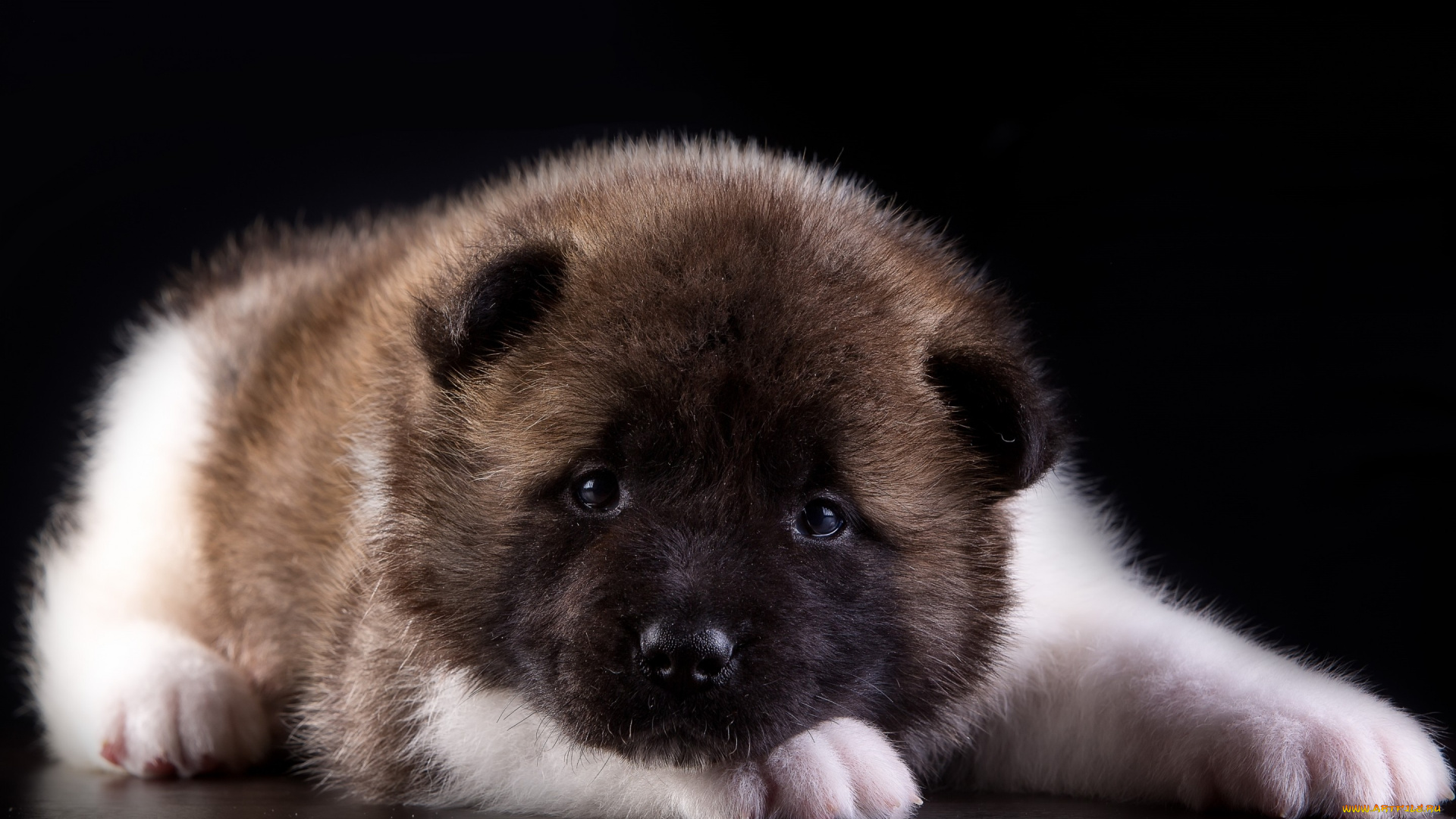 животные, собаки, американская, акита, щенок