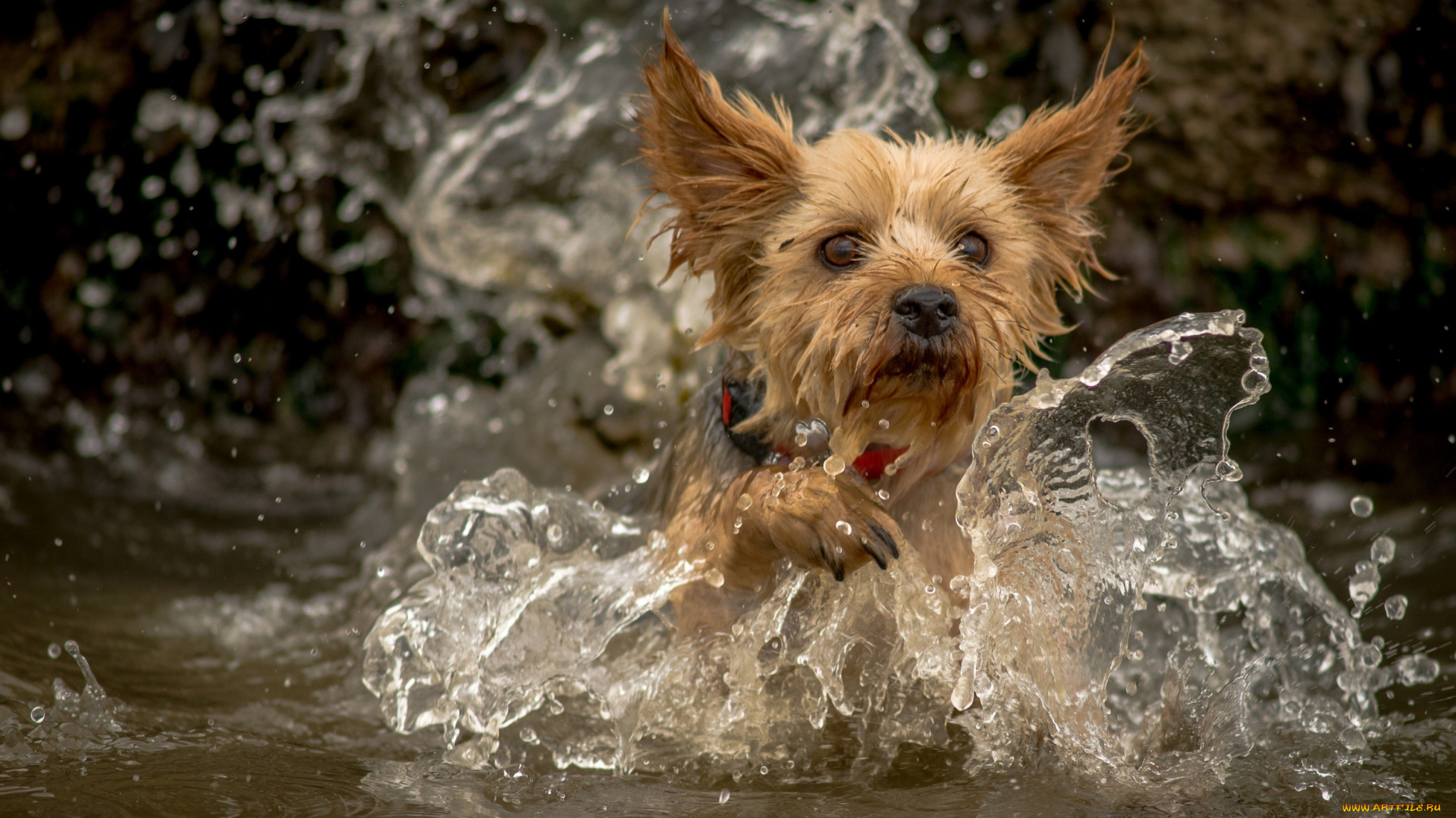 животные, собаки, брызги, вода, собака, йорк, йоркширский, терьер