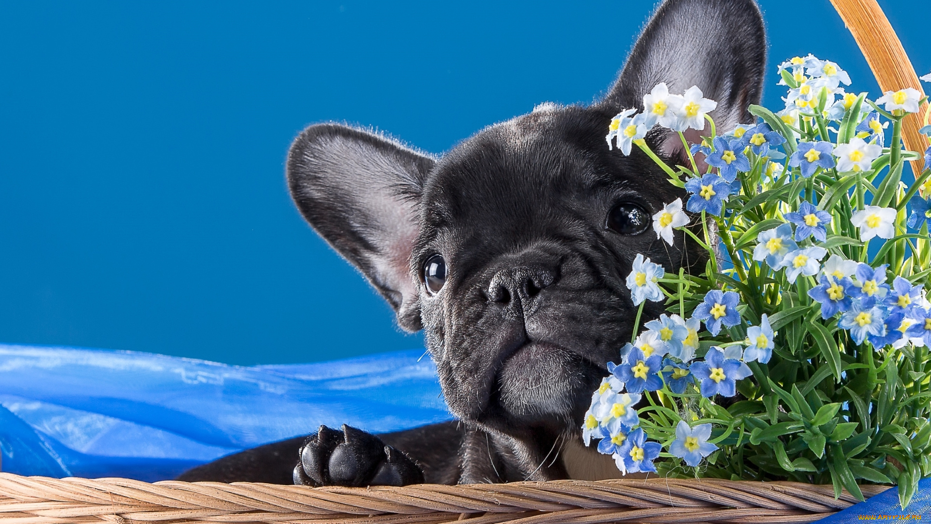 животные, собаки, бульдог, французский, пёсик, щенок, корзина, незабудки