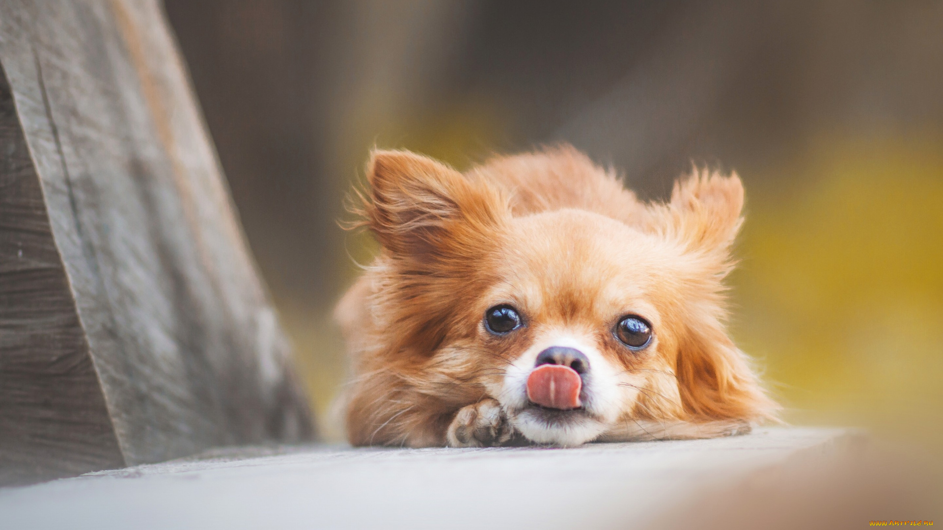 животные, собаки, чихуахуа, взгляд, собачонка, мордочка, язык