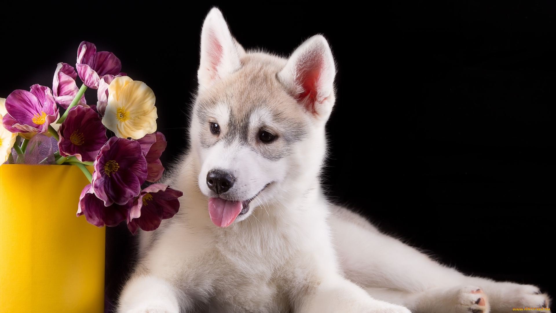 животные, собаки, цветы, хаски, щенок