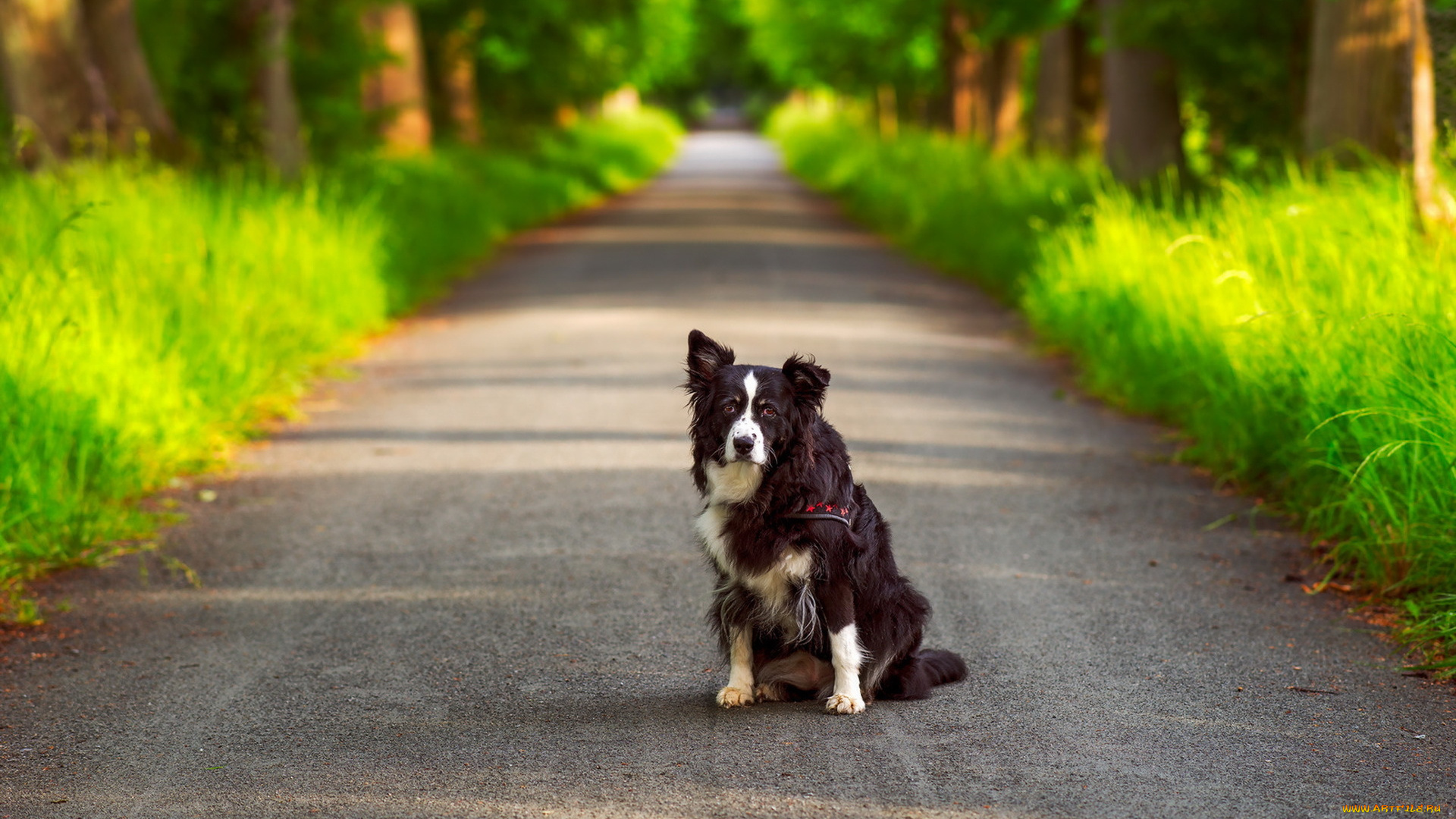 животные, собаки, лето, друг, взгляд, собака