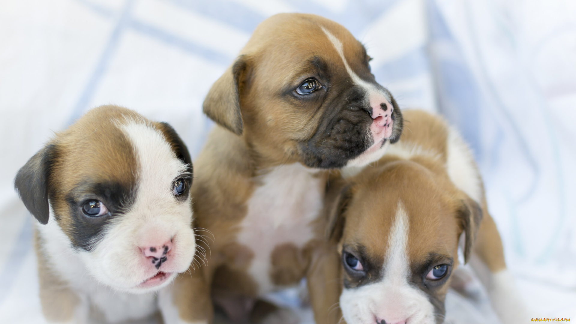 животные, собаки, троица, трио, боксёр, малыши, щенки