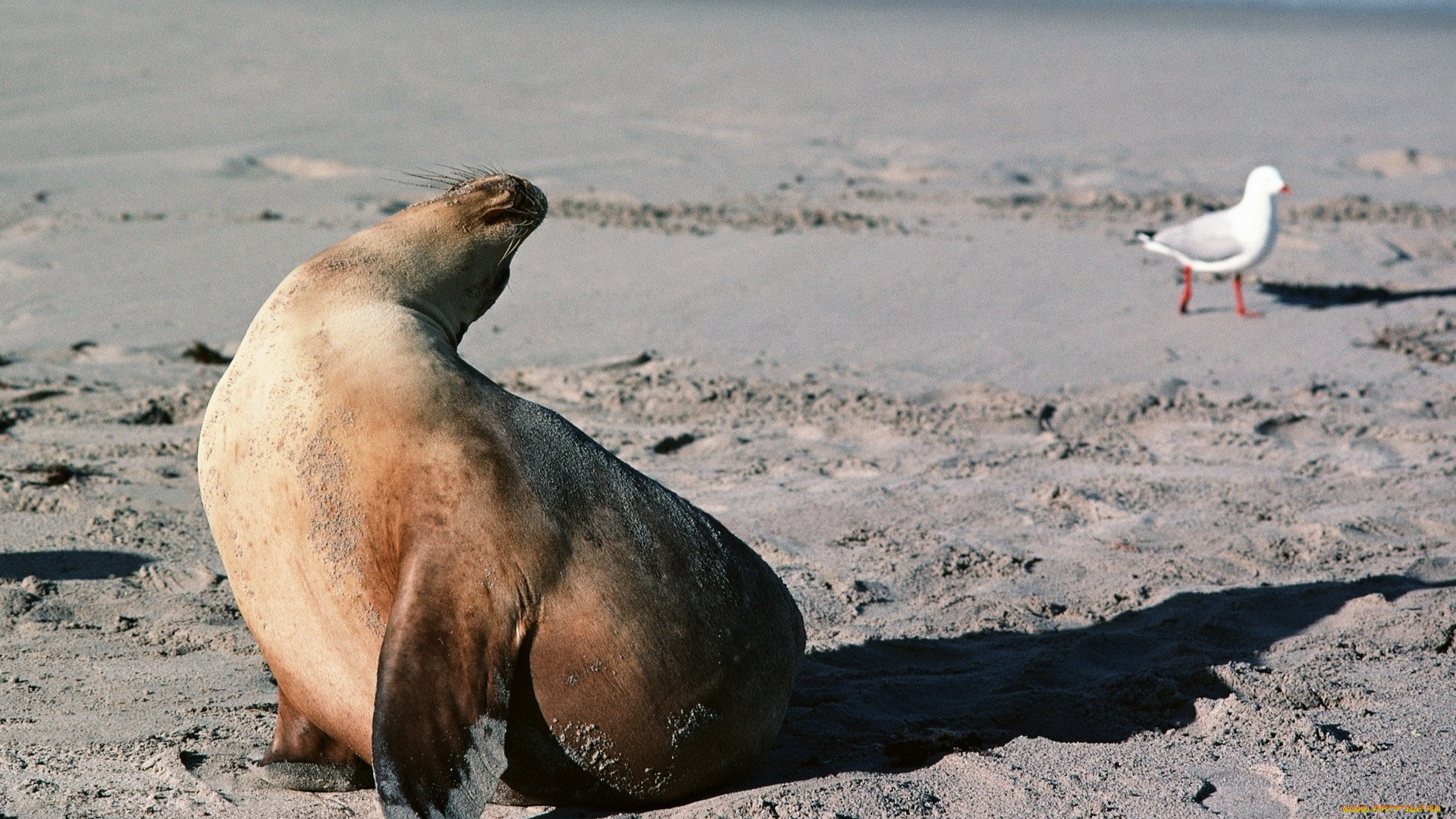 животные, тюлени, , морские, львы, , морские, котики, тюлень, берег, тень, чайка