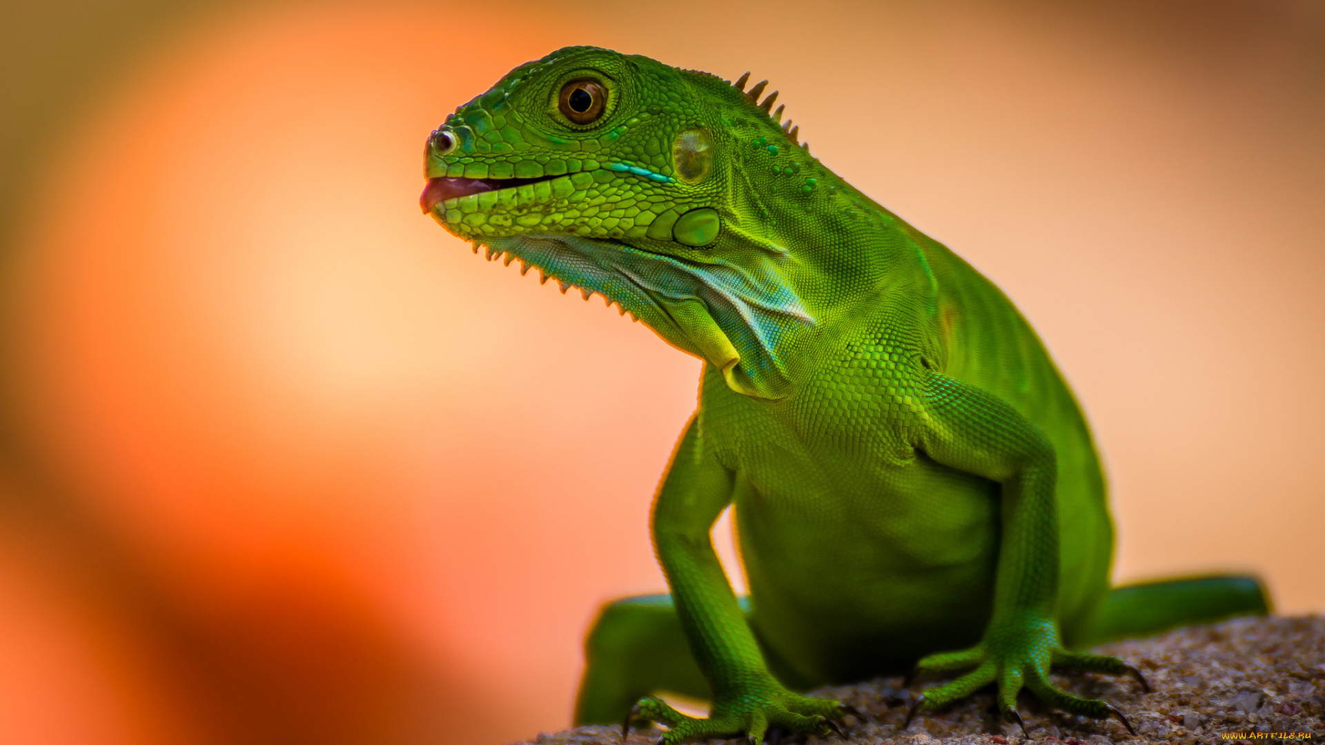 животные, Ящерицы, , игуаны, , вараны, фон, зелёная, ящерица