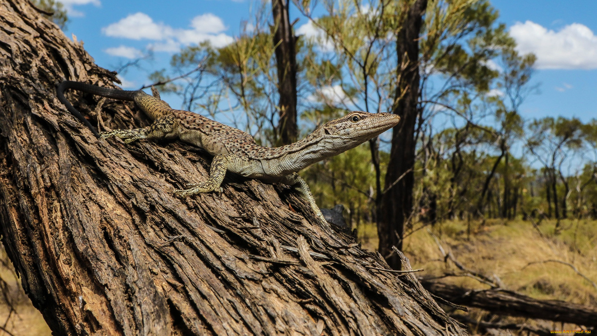 животные, Ящерицы, , игуаны, , вараны, ящерка
