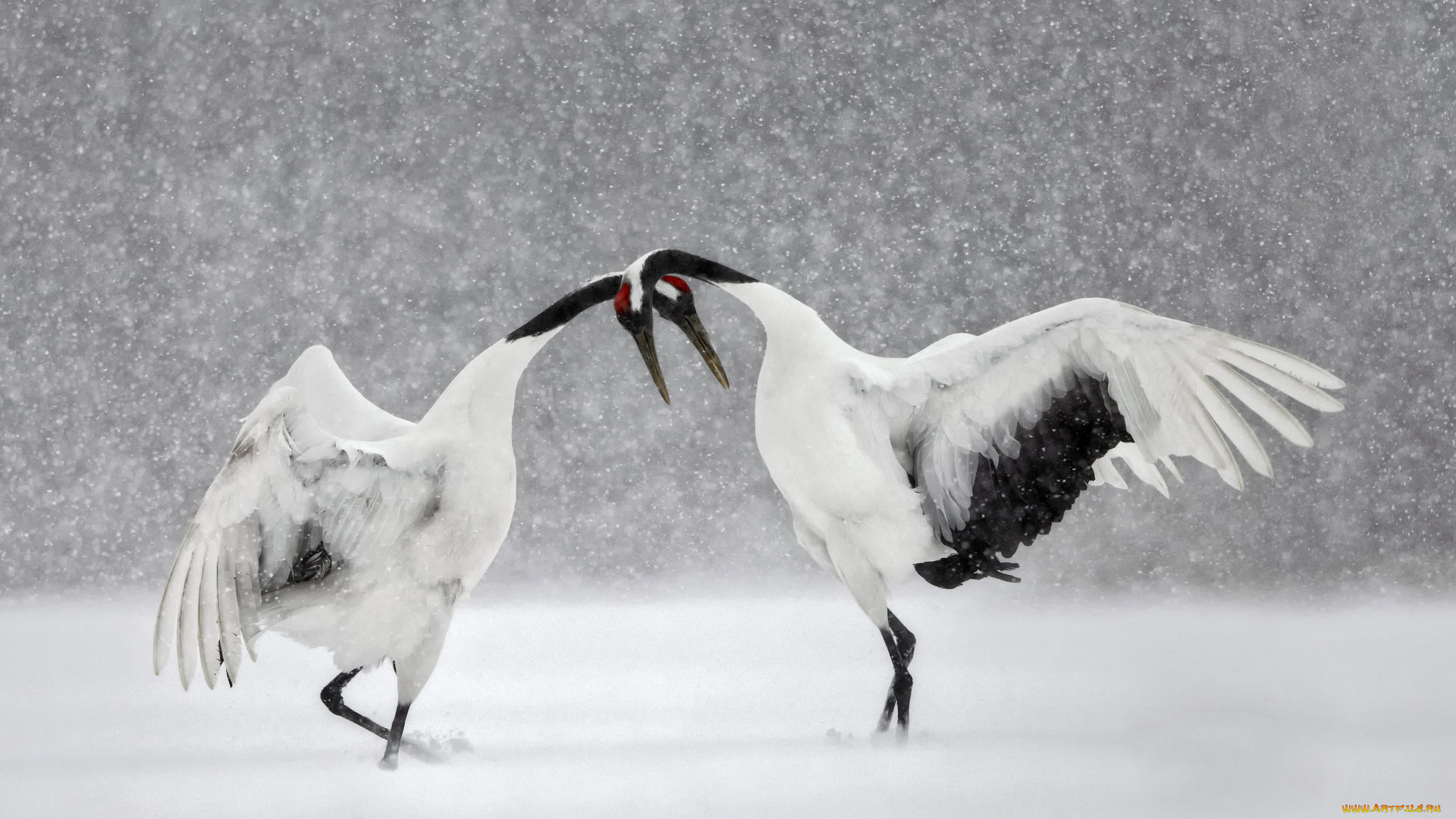 животные, журавли, японский, журавль