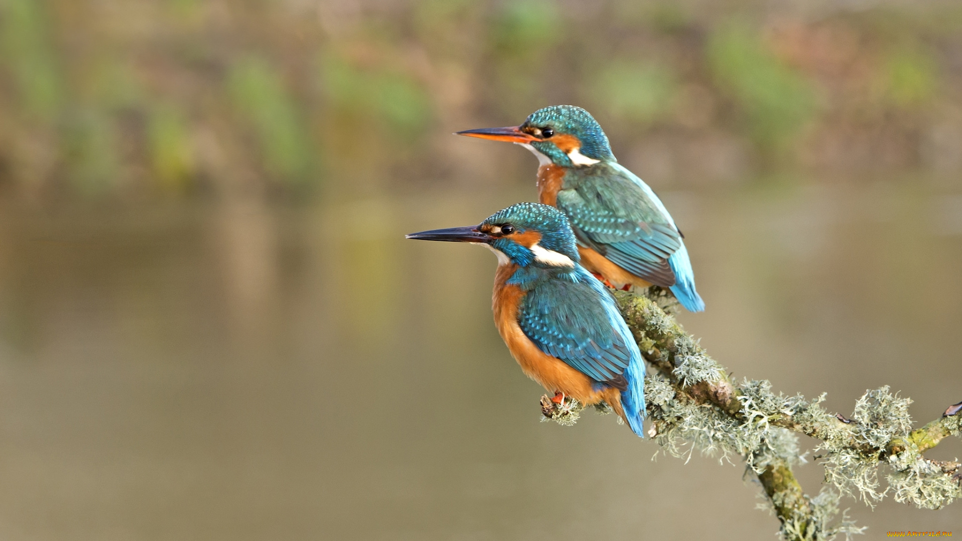 животные, зимородки, ветка, зимородок, птицы, пара