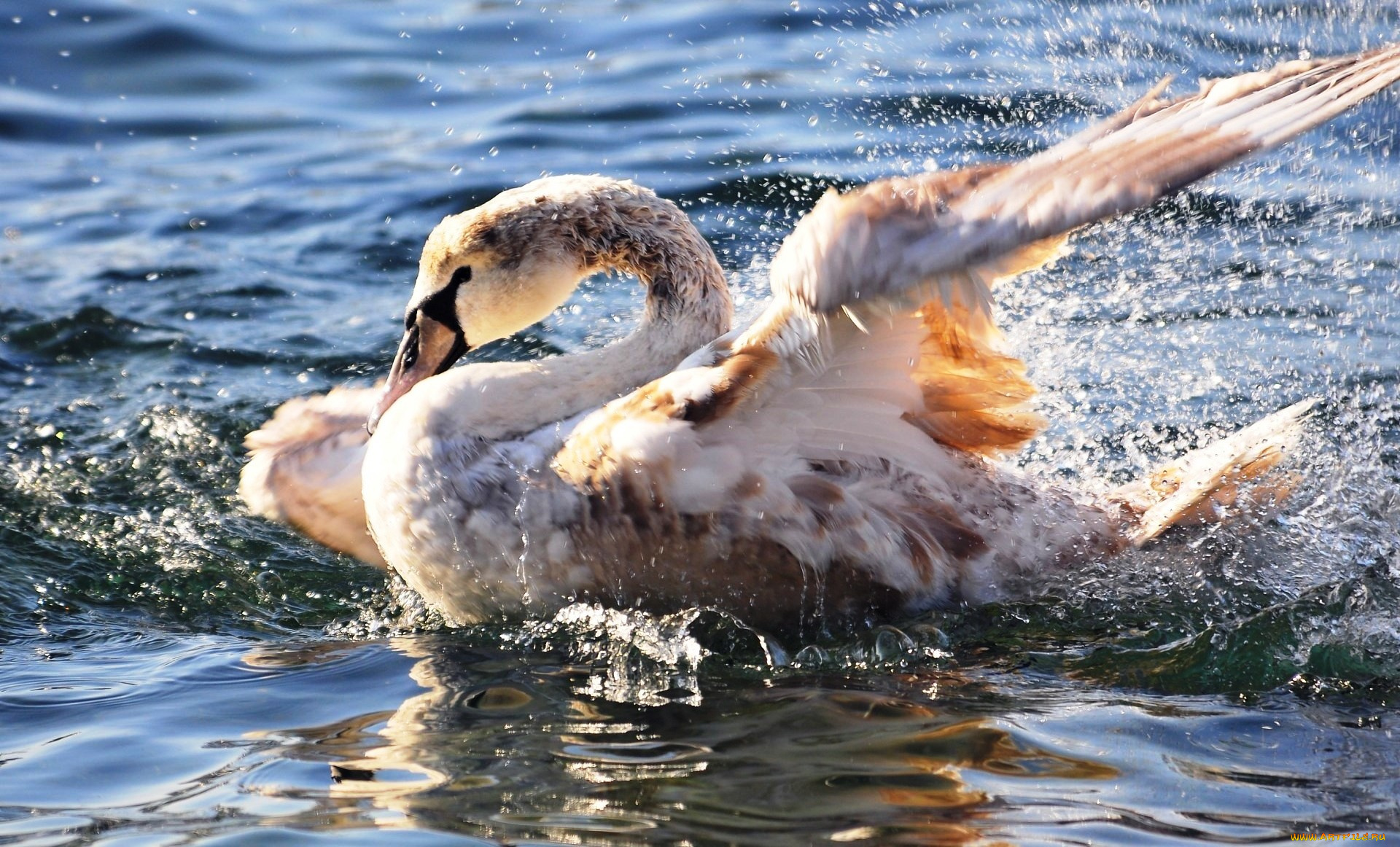животные, лебеди, брызги, вода, лебедь