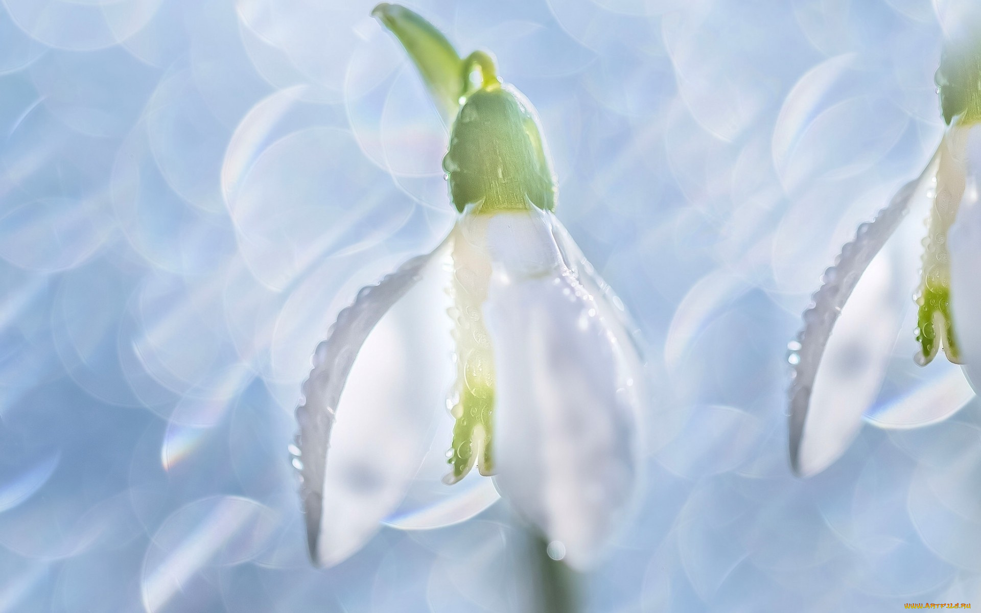 цветы, подснежники, , белоцветники, , пролески, блики, макро, подснежник