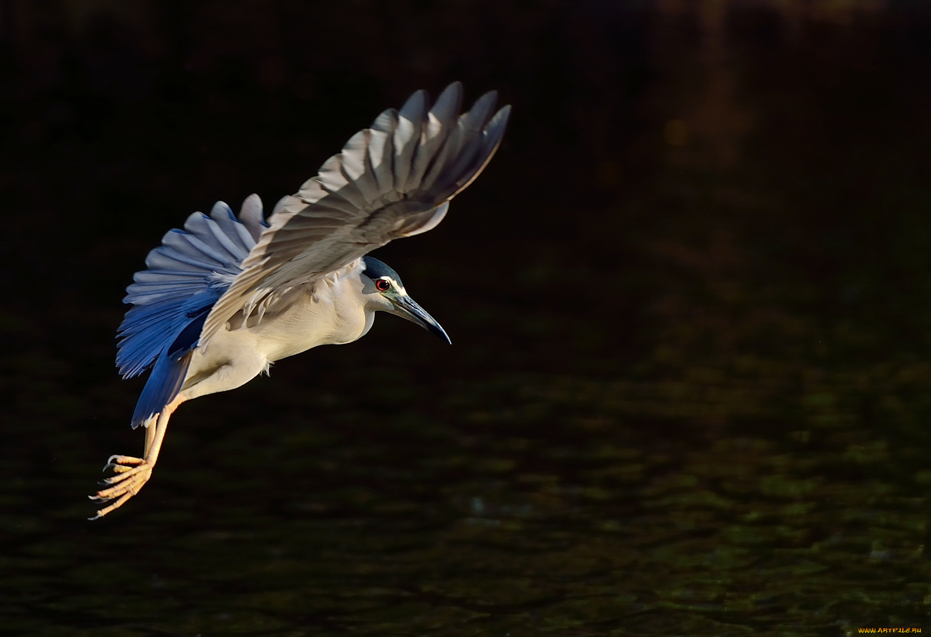 животные, цапли, , выпи, ночь, цапля