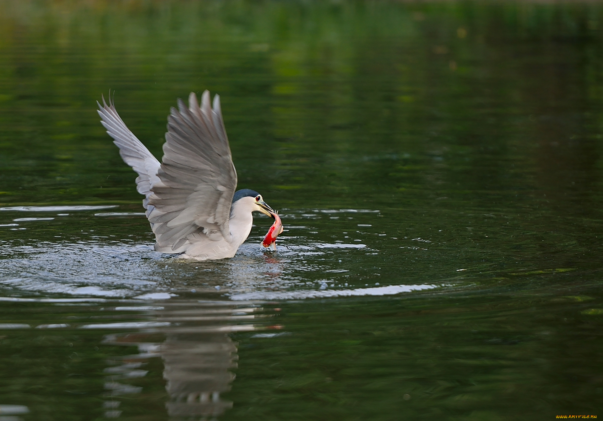 животные, щеглы, , чижи, ночь, цапля