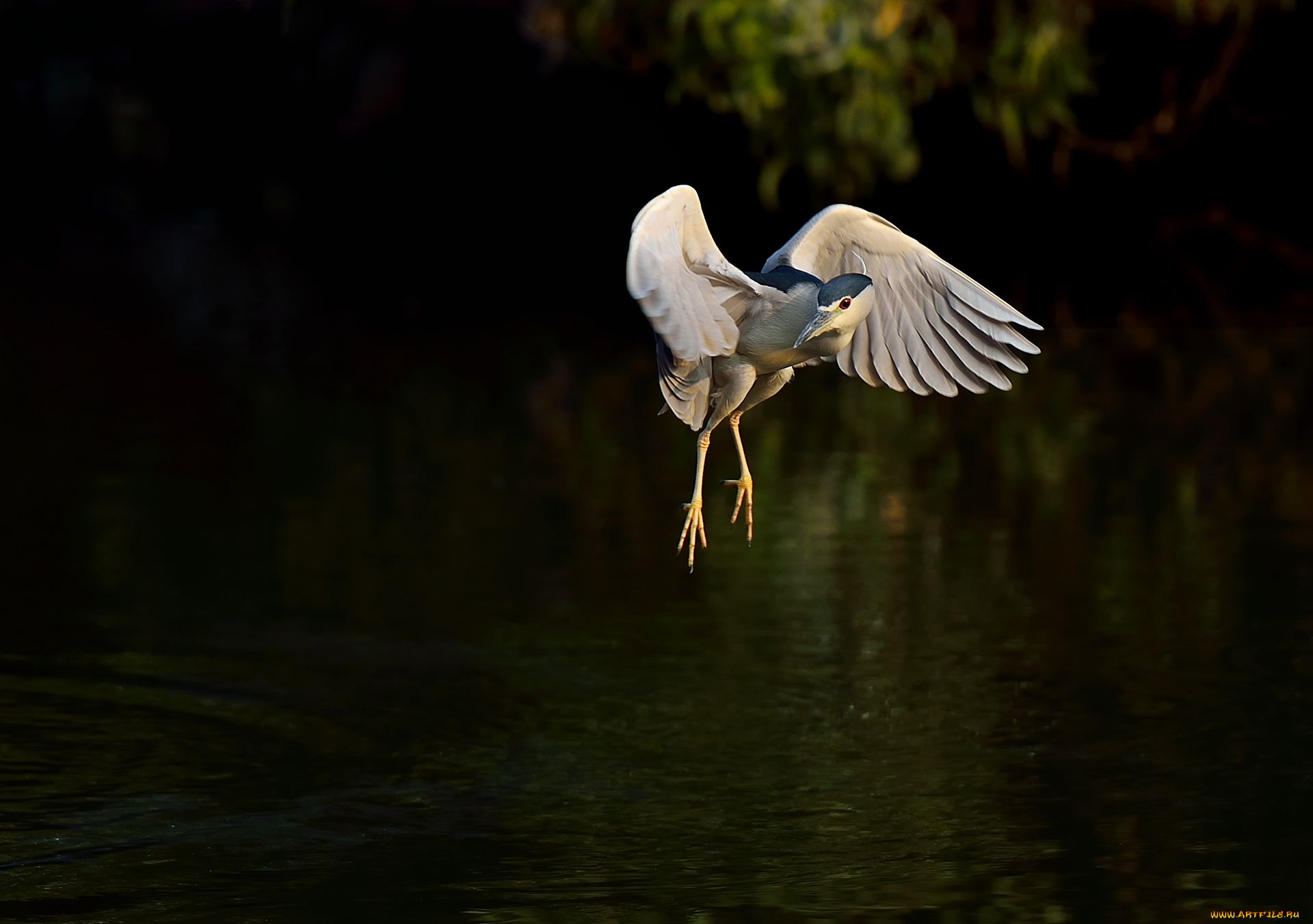 животные, цапли, , выпи, цапля, ночь