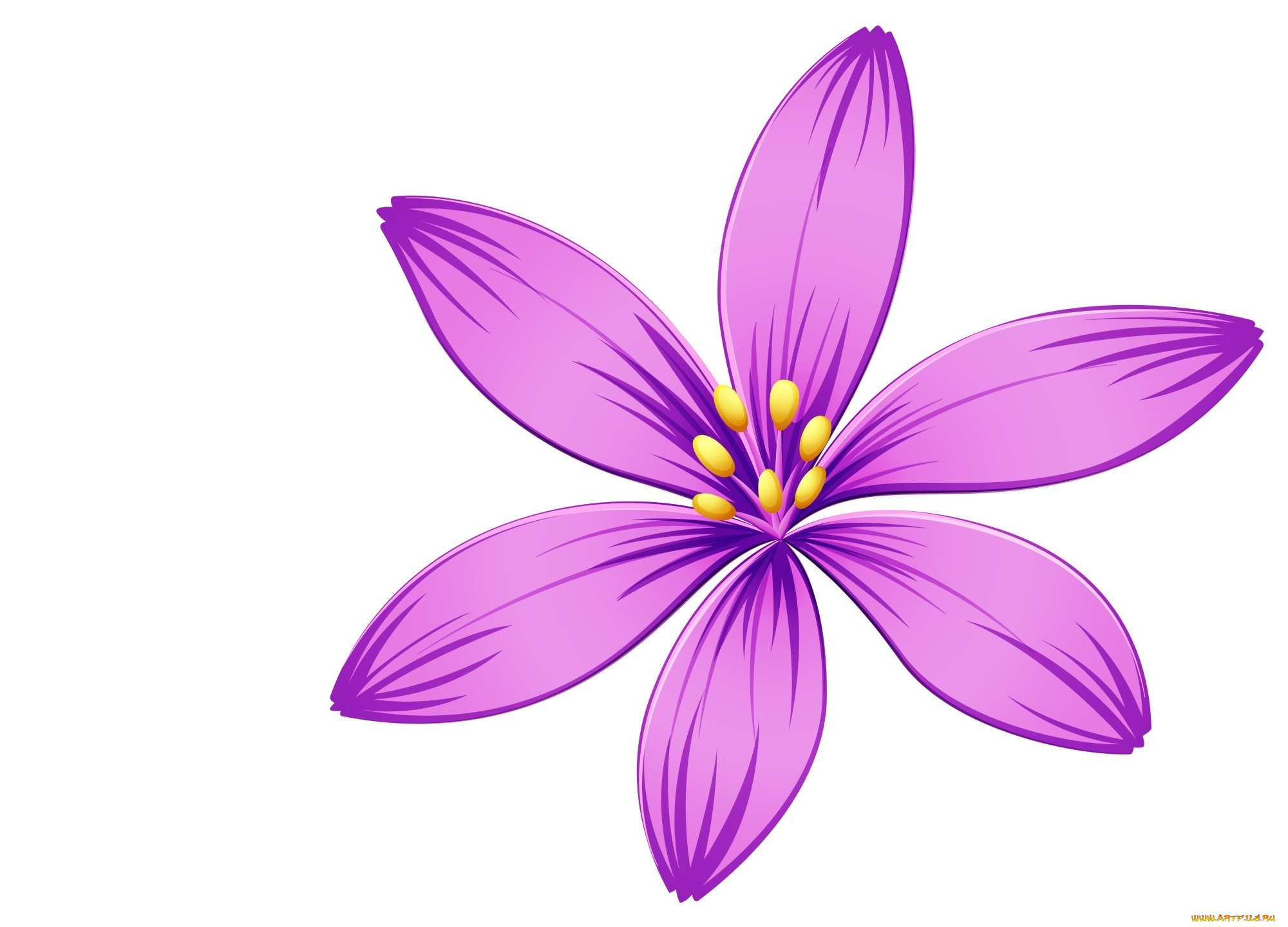 векторная, графика, цветы, , flowers, цветок, лепестки, фон