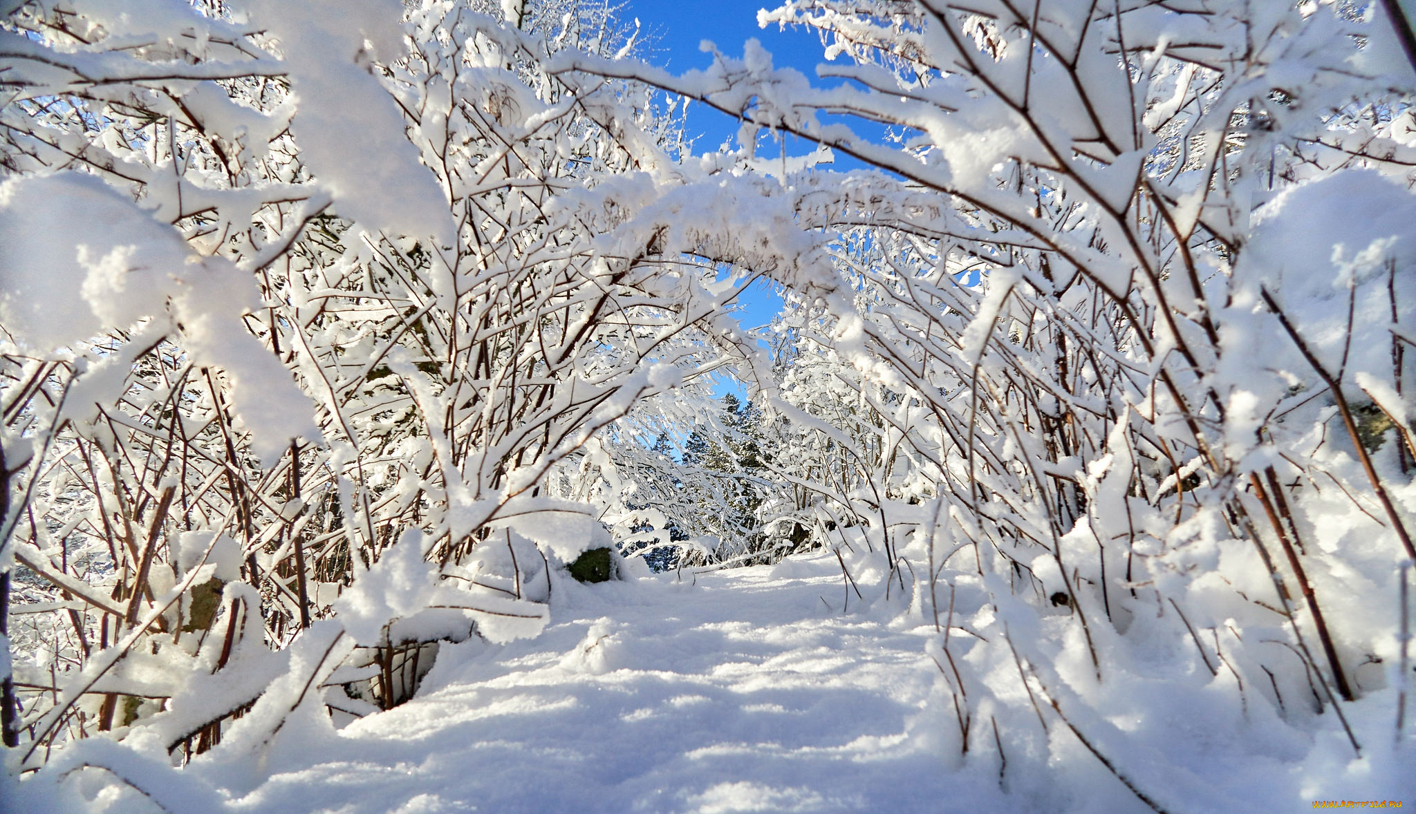 природа, зима, снег