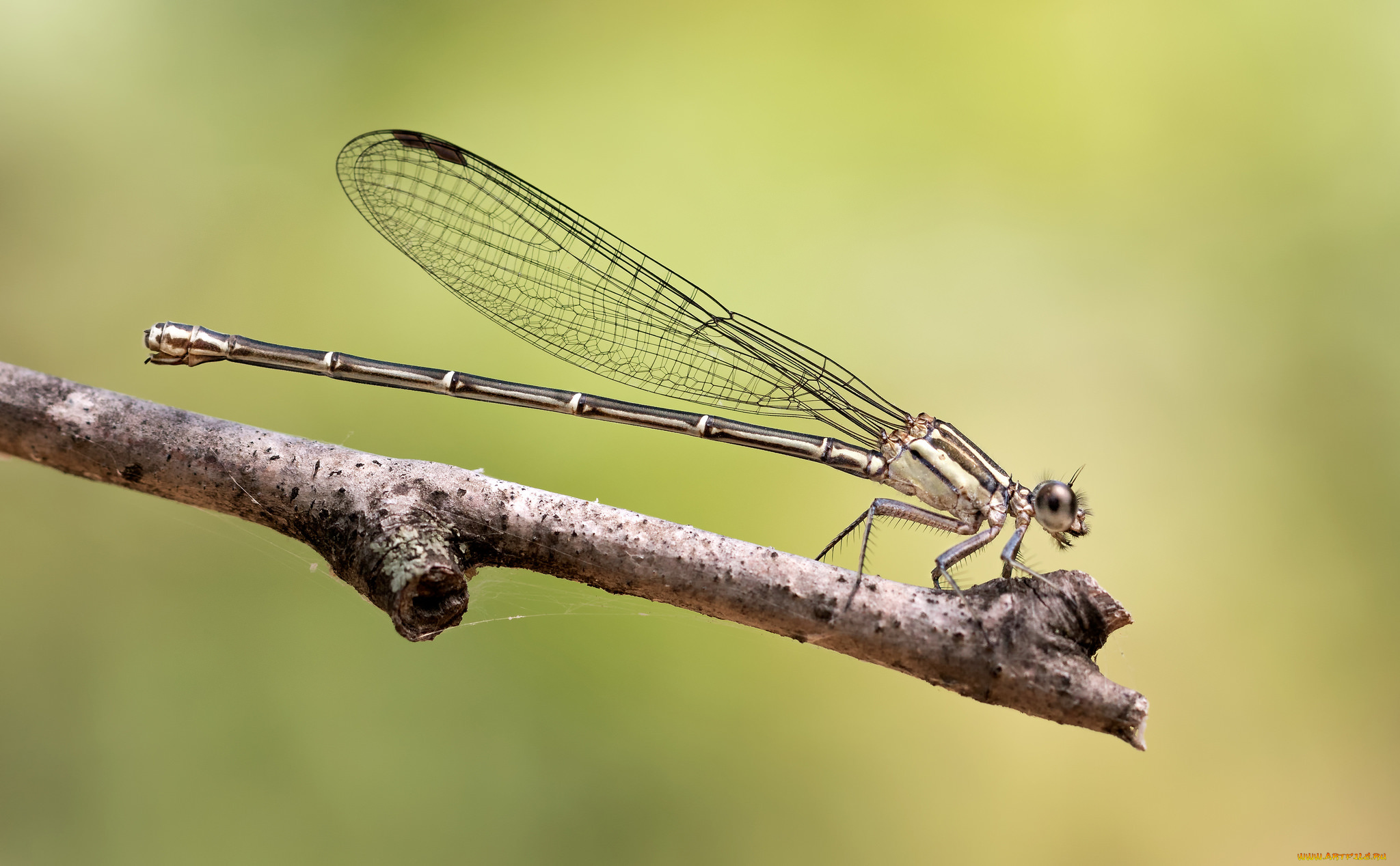 животные, стрекозы, стрекоза