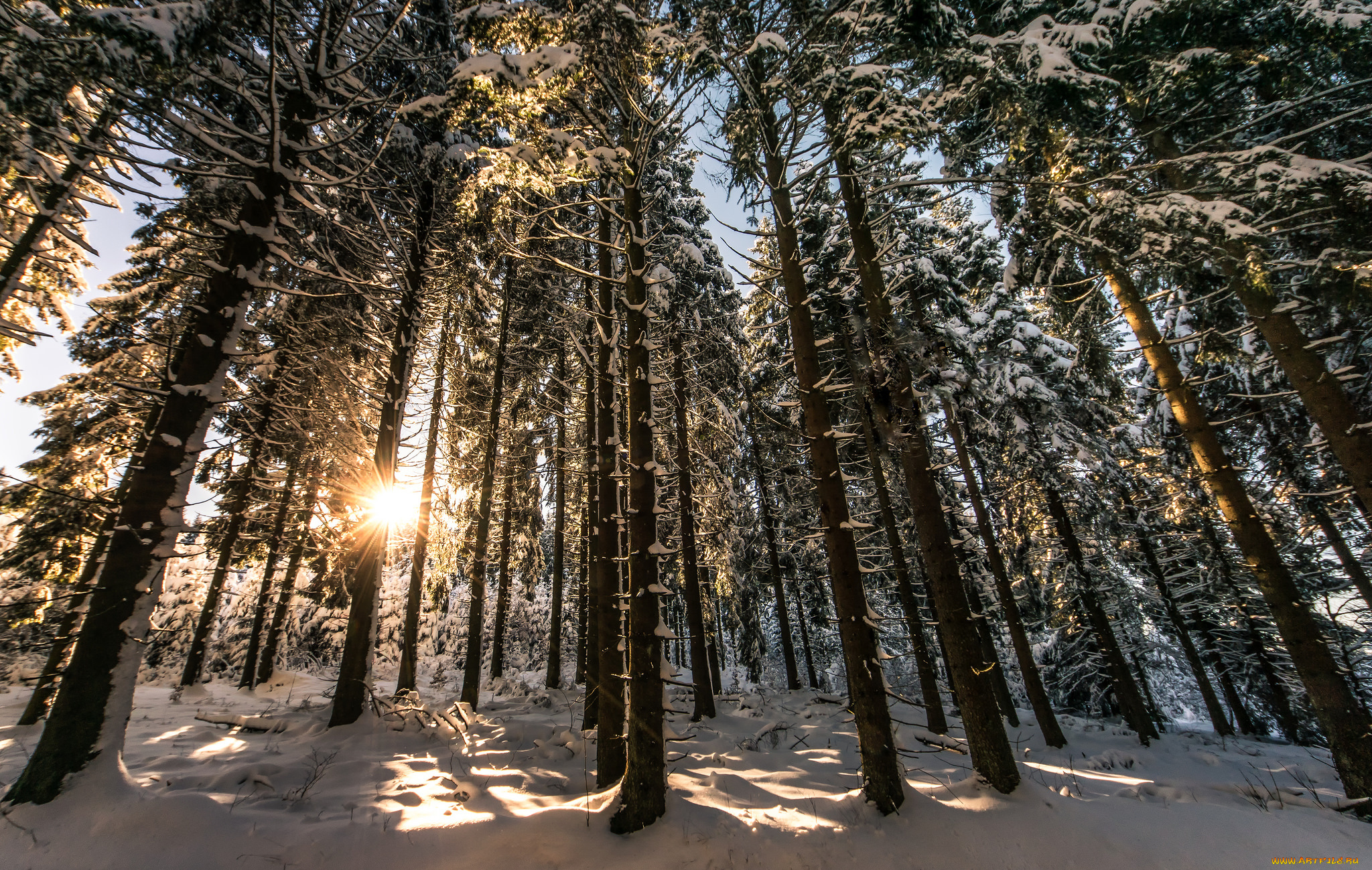 природа, лес, деревья