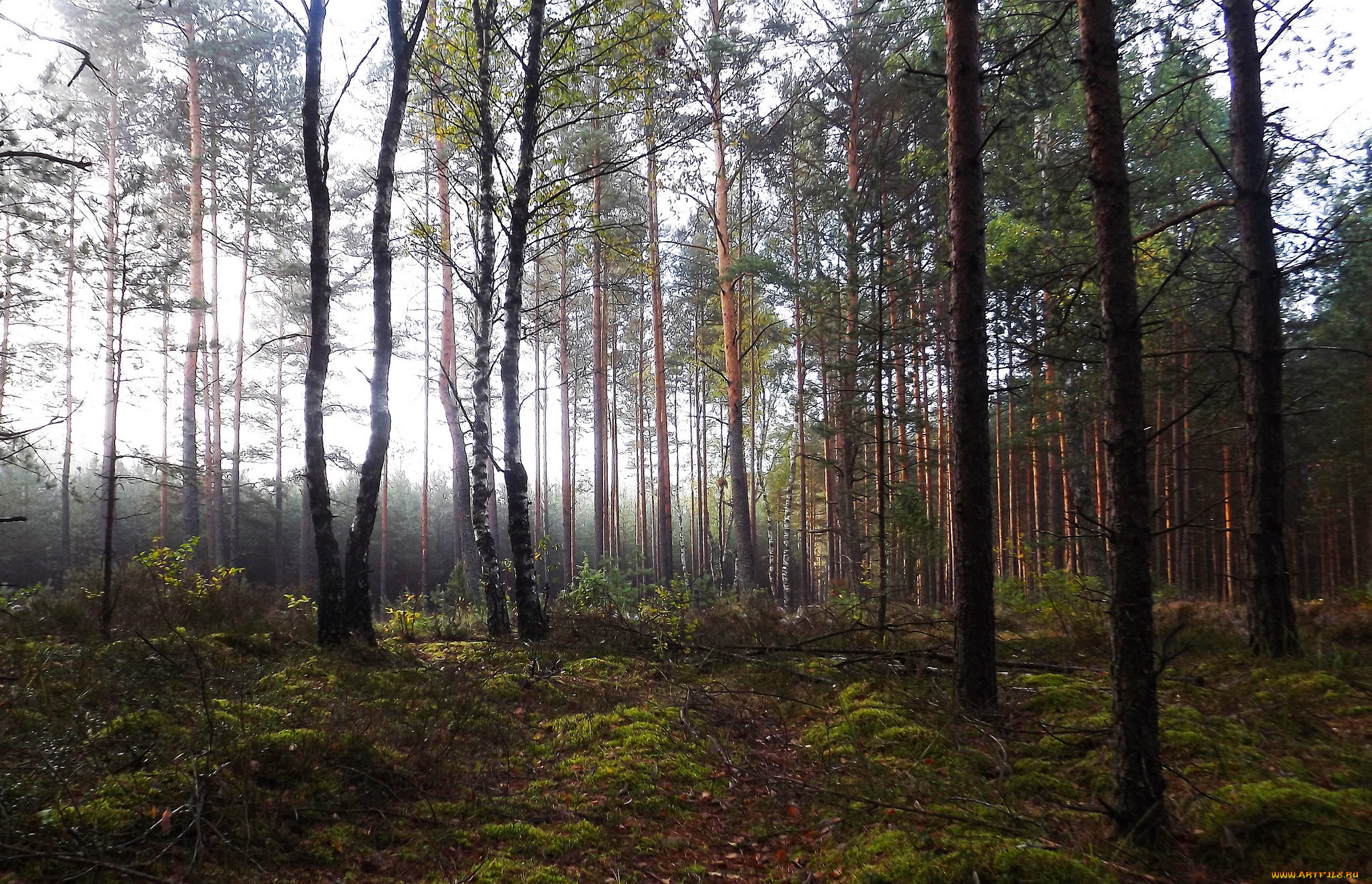 природа, лес, деревья