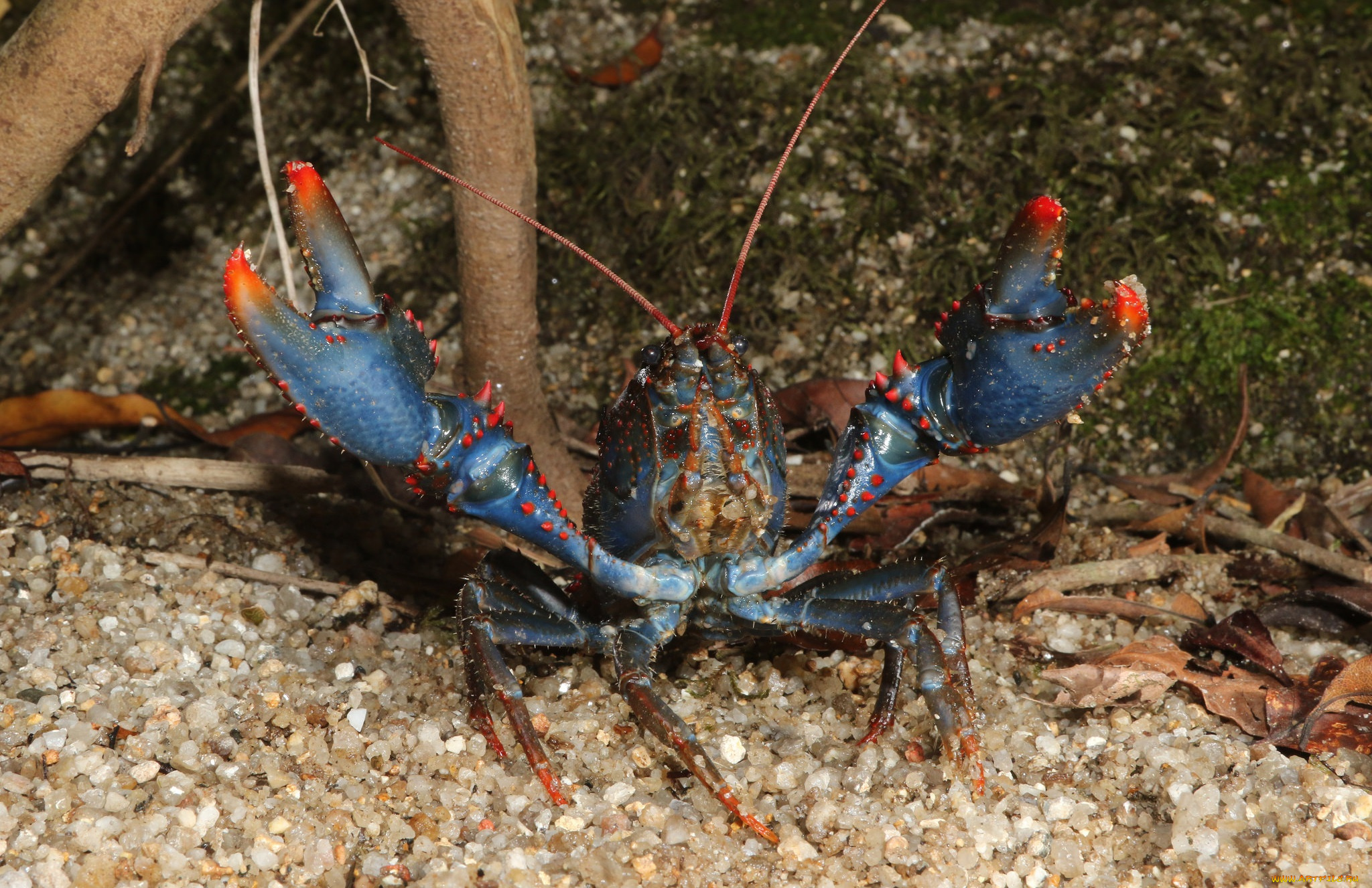 животные, крабы, , раки, рак