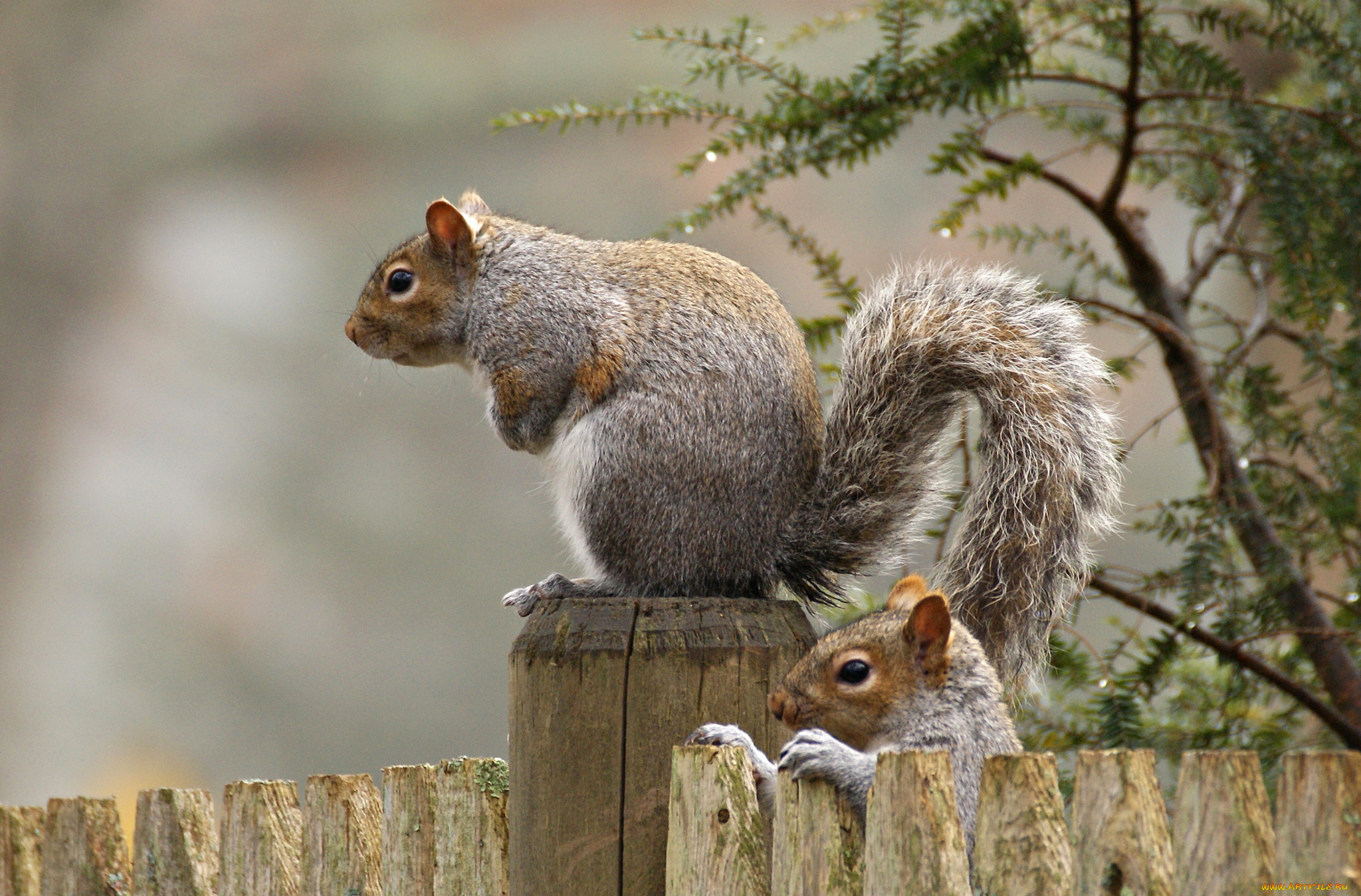 животные, белки, белка, забор, хвост, грызун