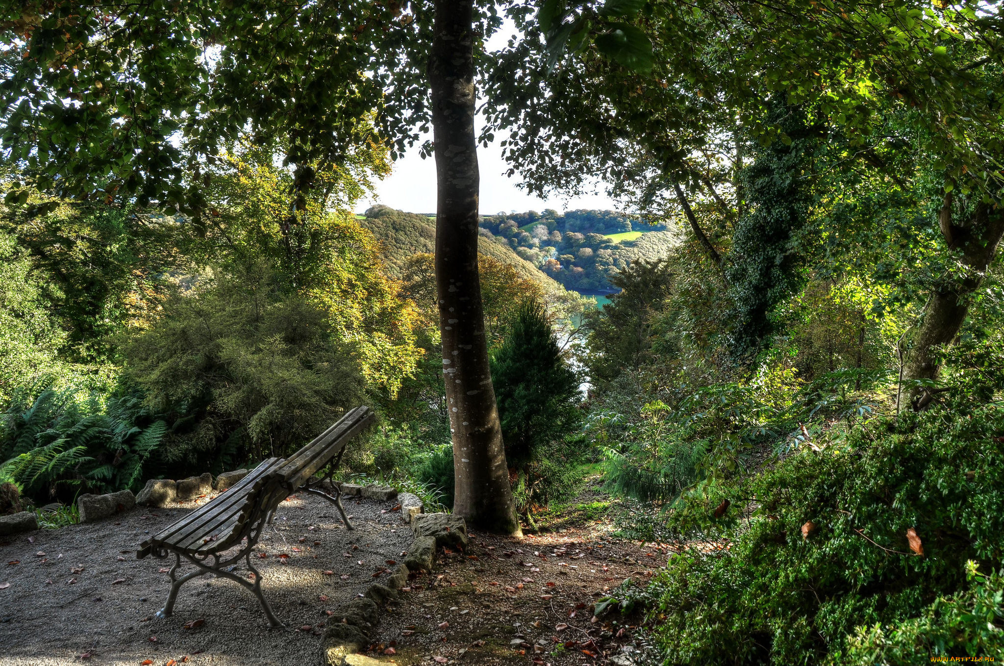 природа, лес, деревья