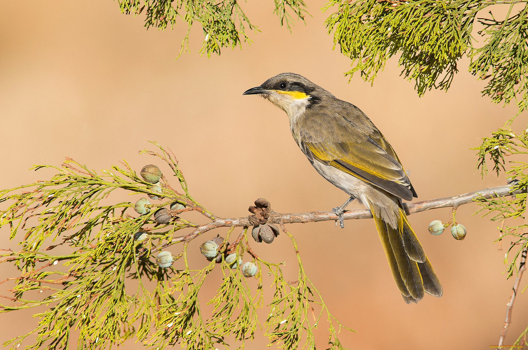 животные, птицы, ветка, листья, ветвь, птица