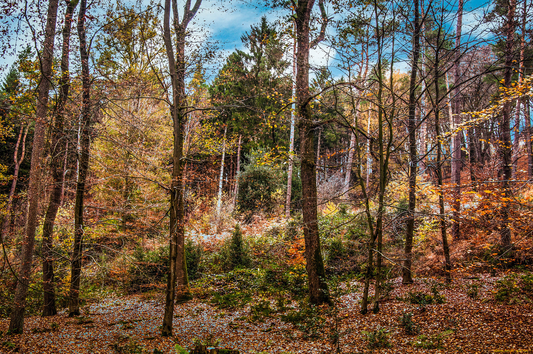 природа, лес, деревья