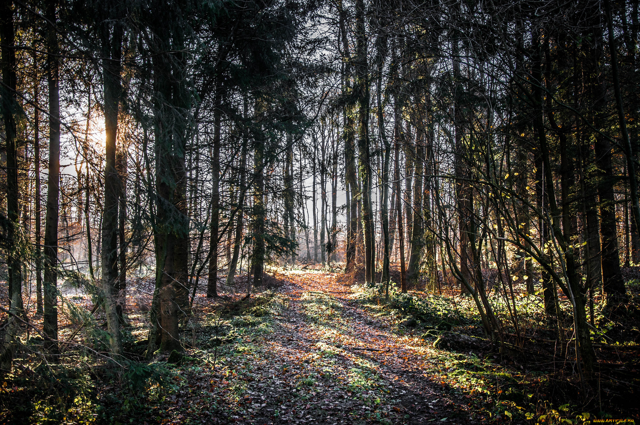 природа, лес, деревья