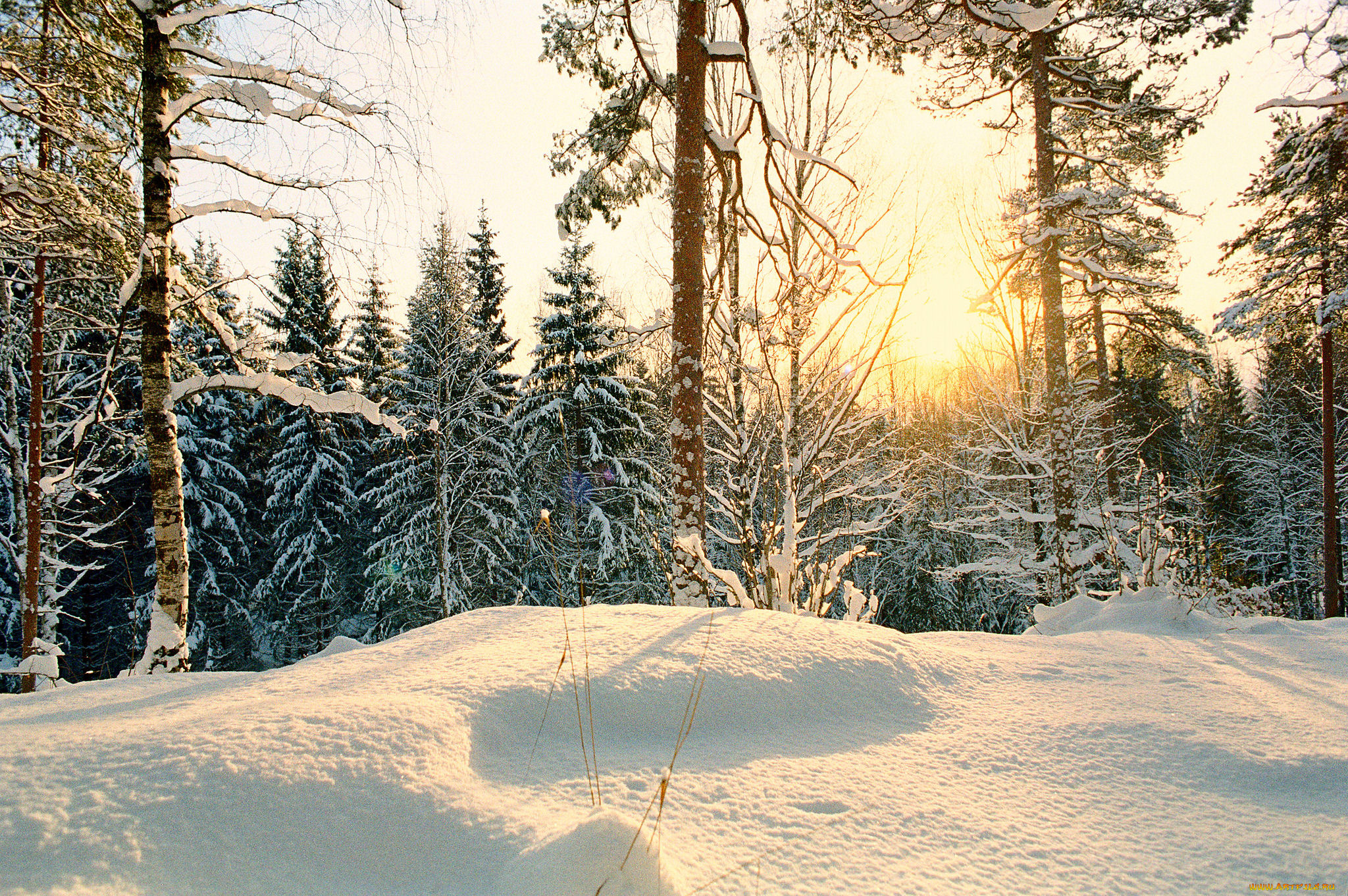 природа, зима, снег