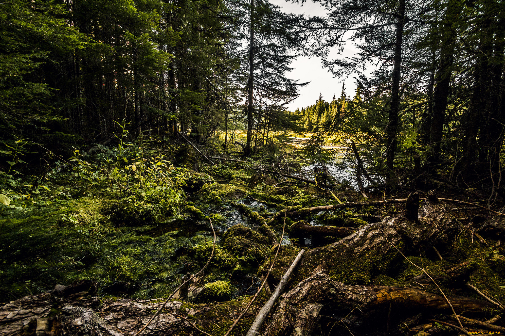 природа, лес, деревья