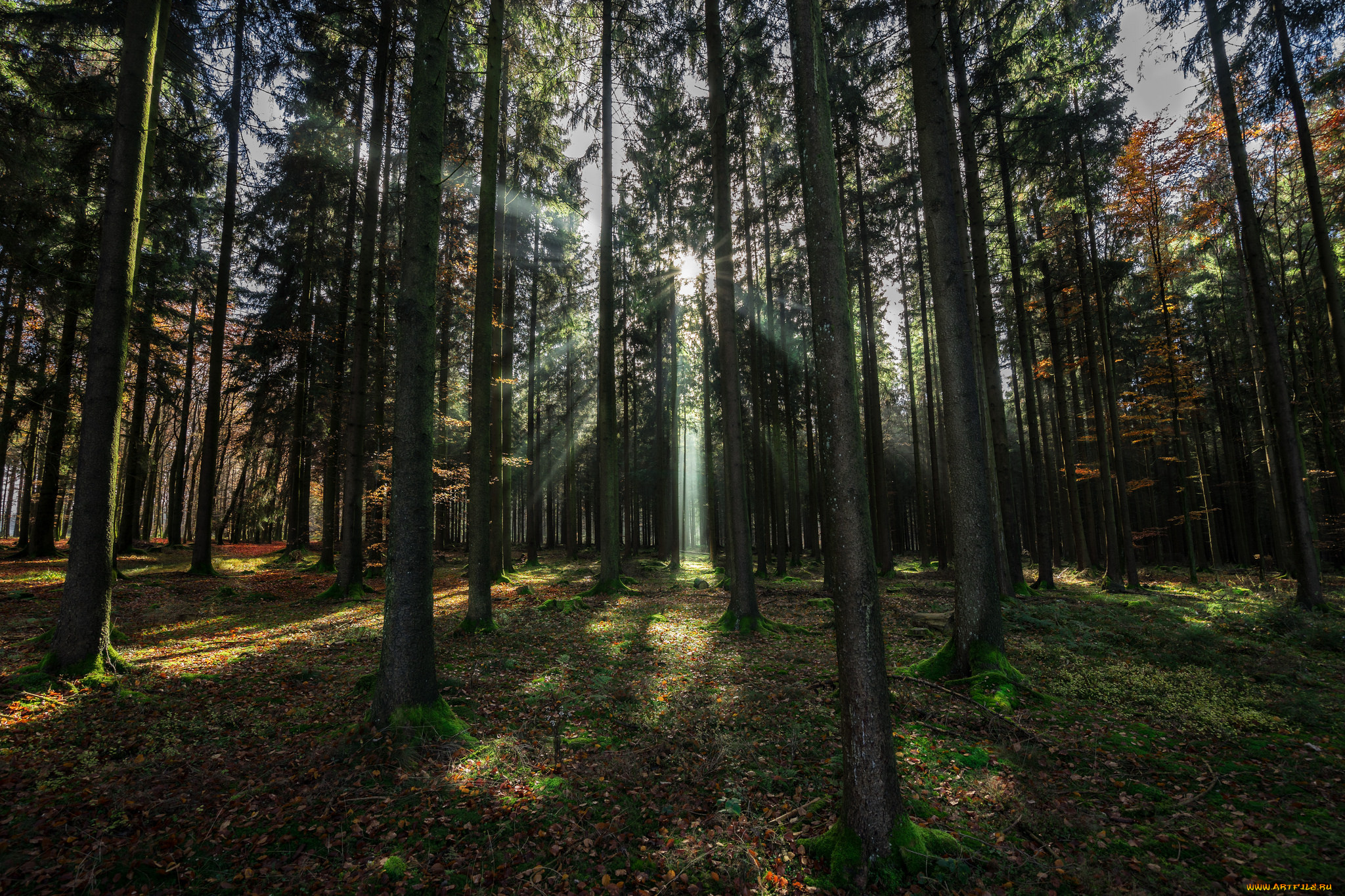 природа, лес, деревья