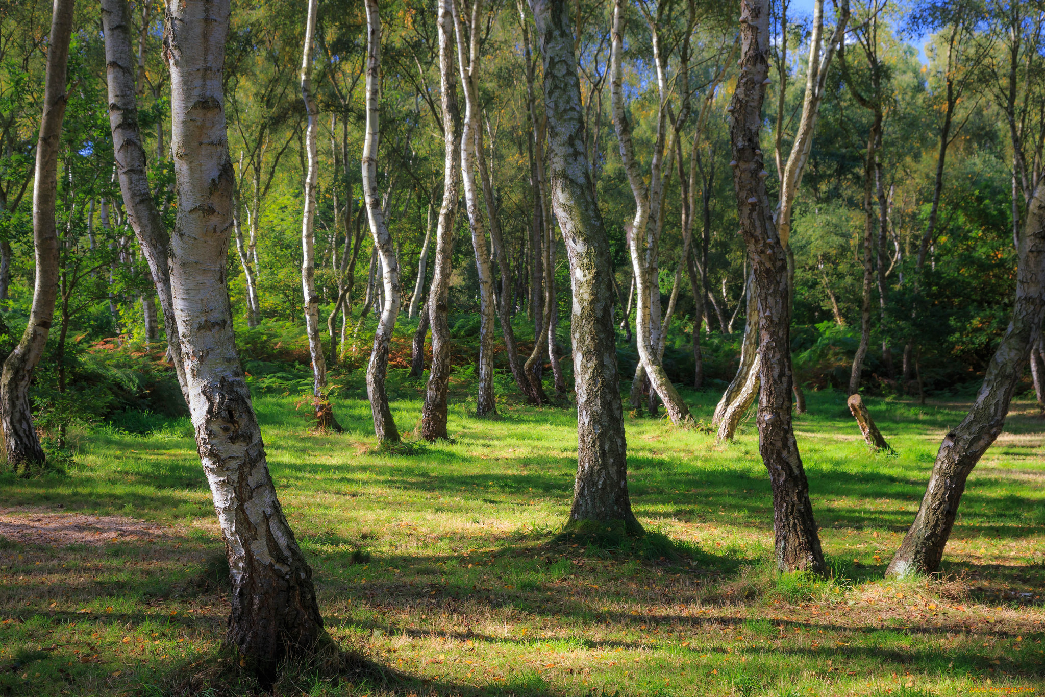 природа, лес, деревья