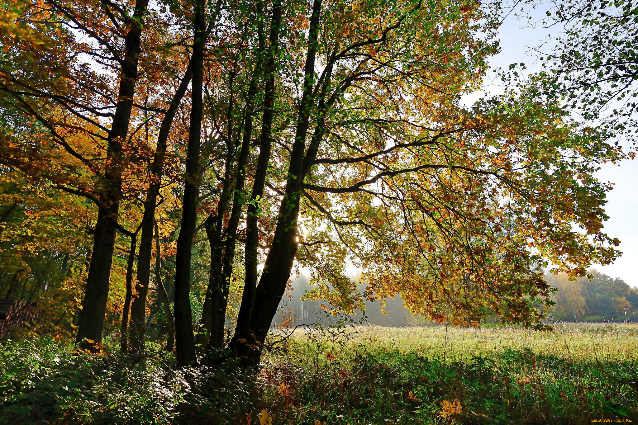 природа, лес, деревья