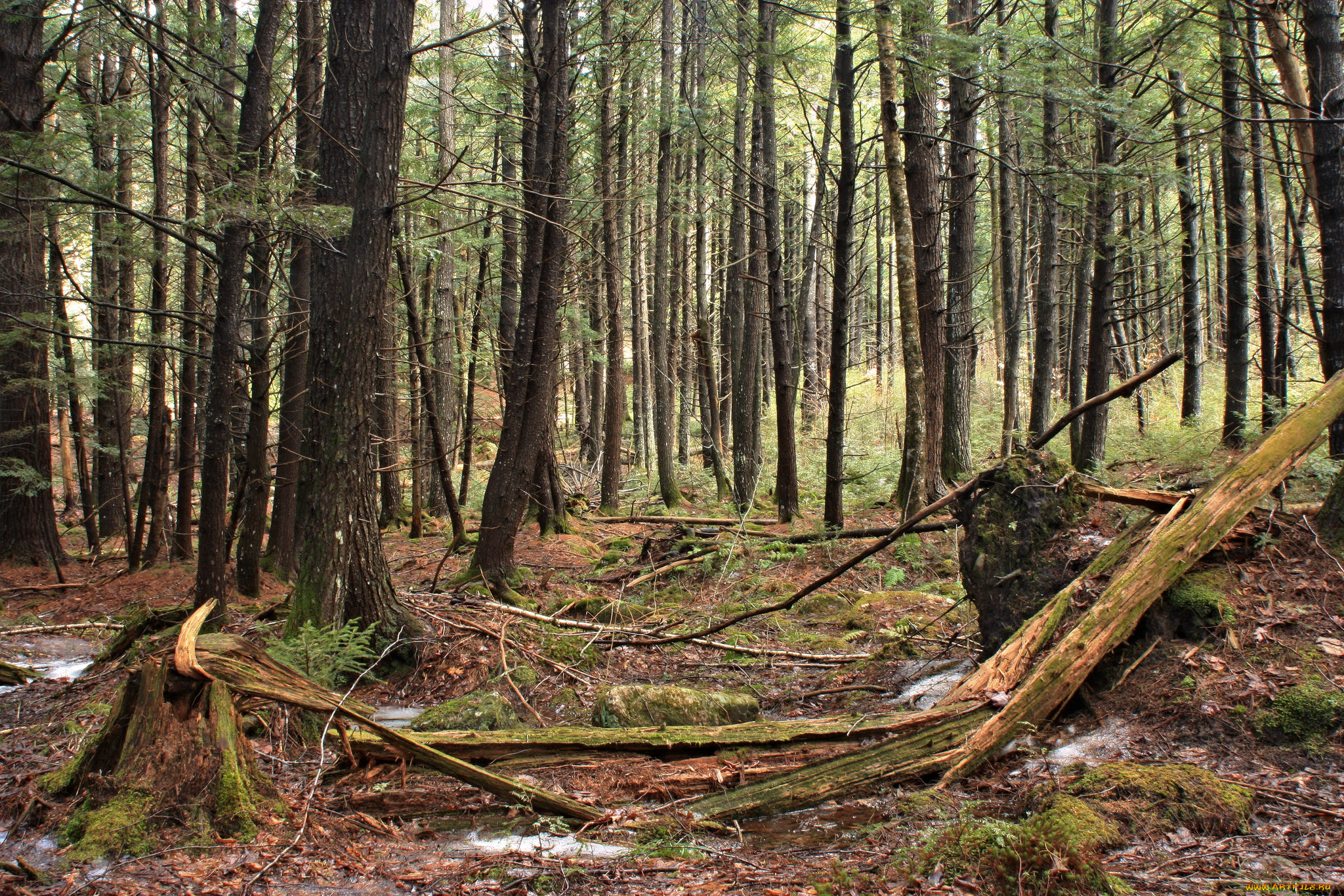 природа, лес, деревья