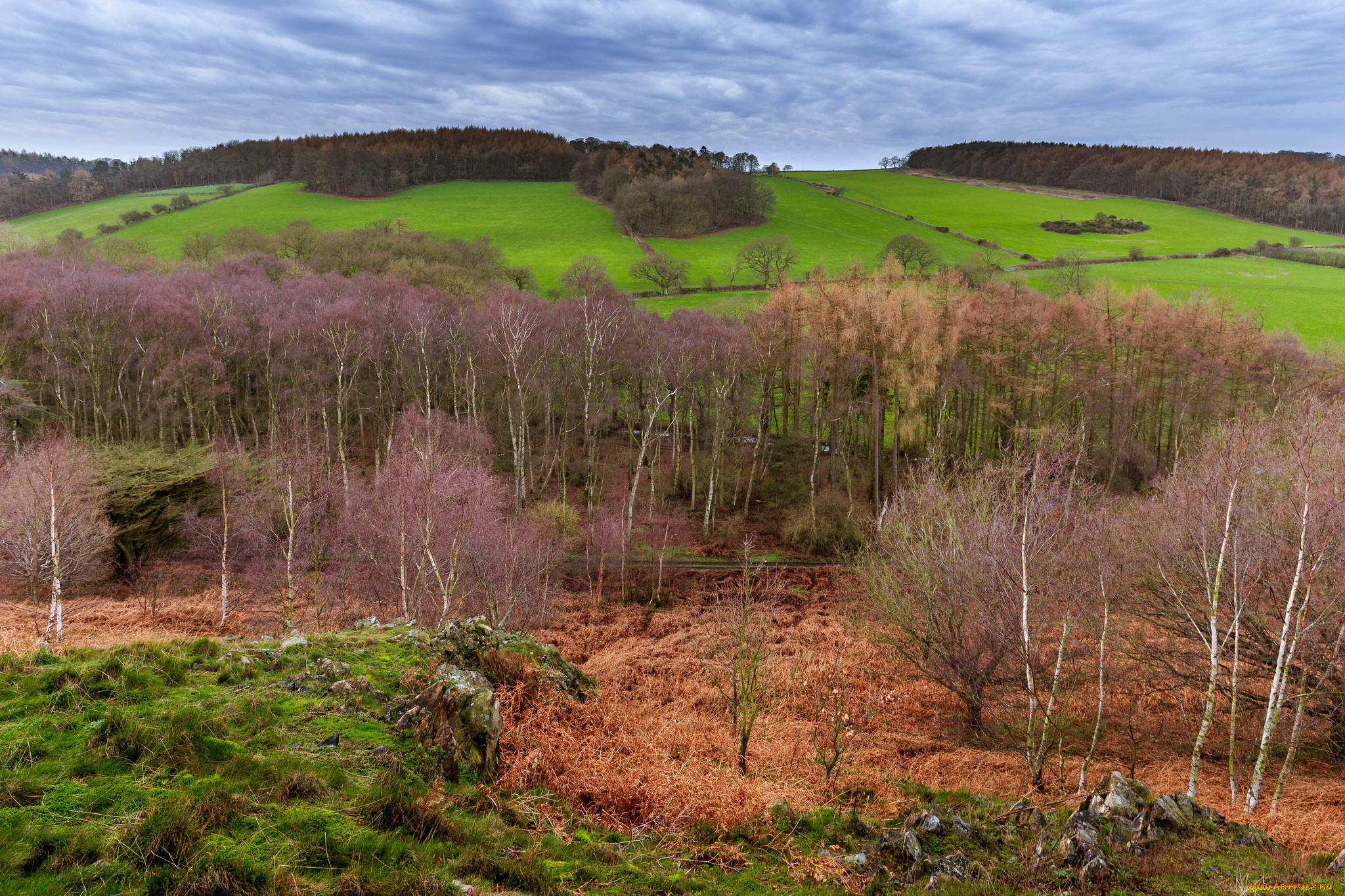 природа, пейзажи, деревья