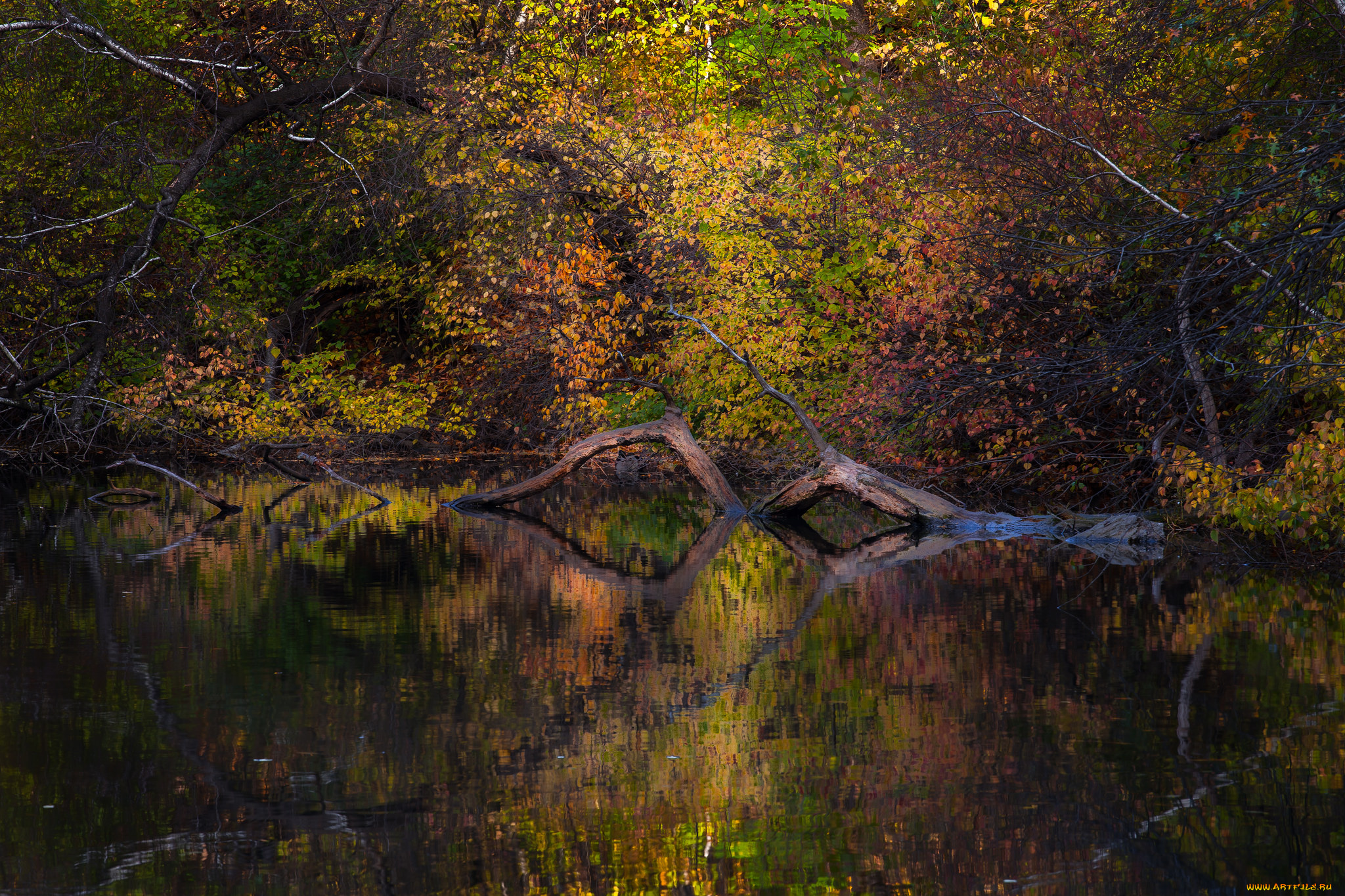 природа, реки, озера, река, лес