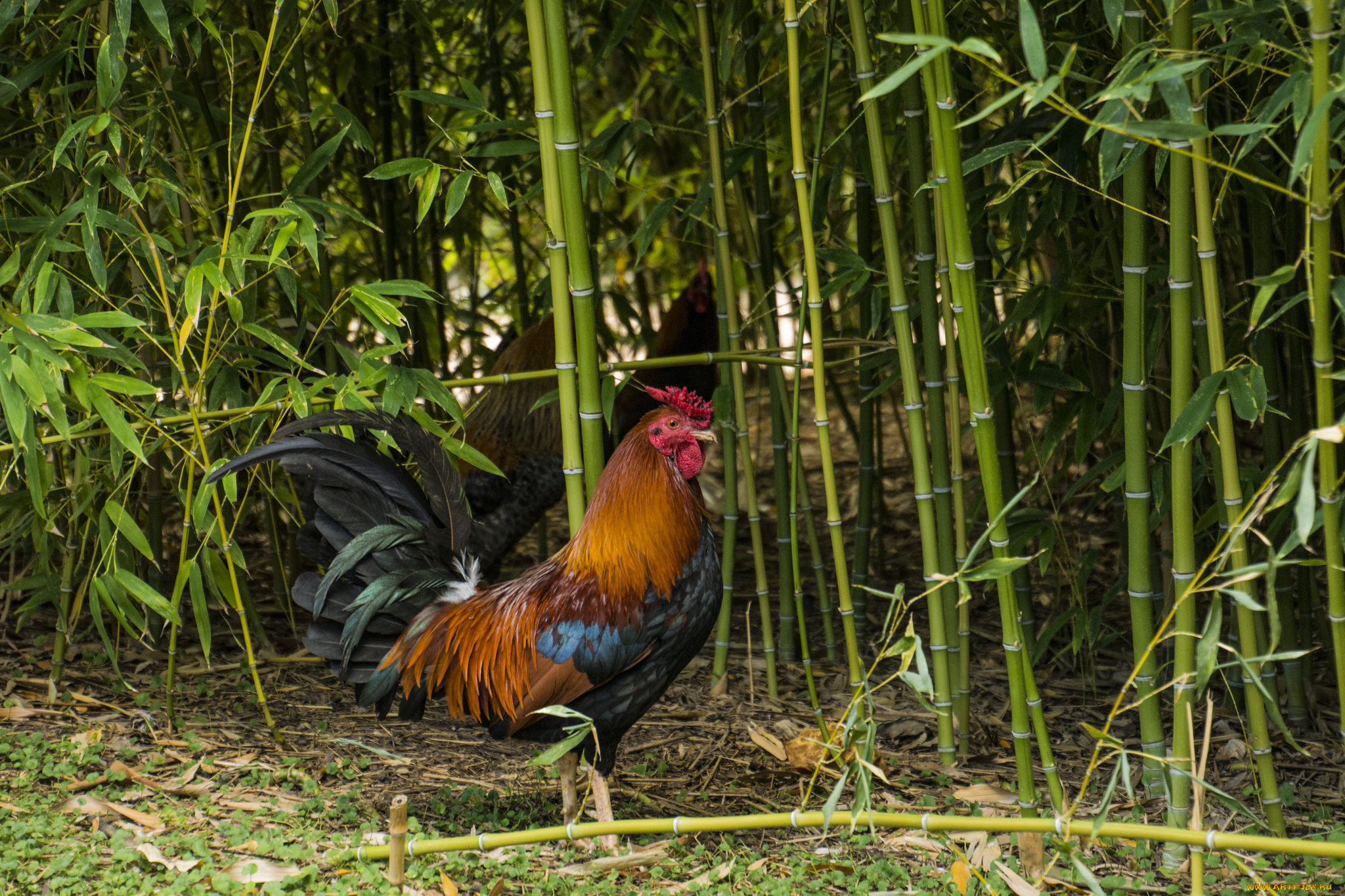 животные, куры, , петухи, петя