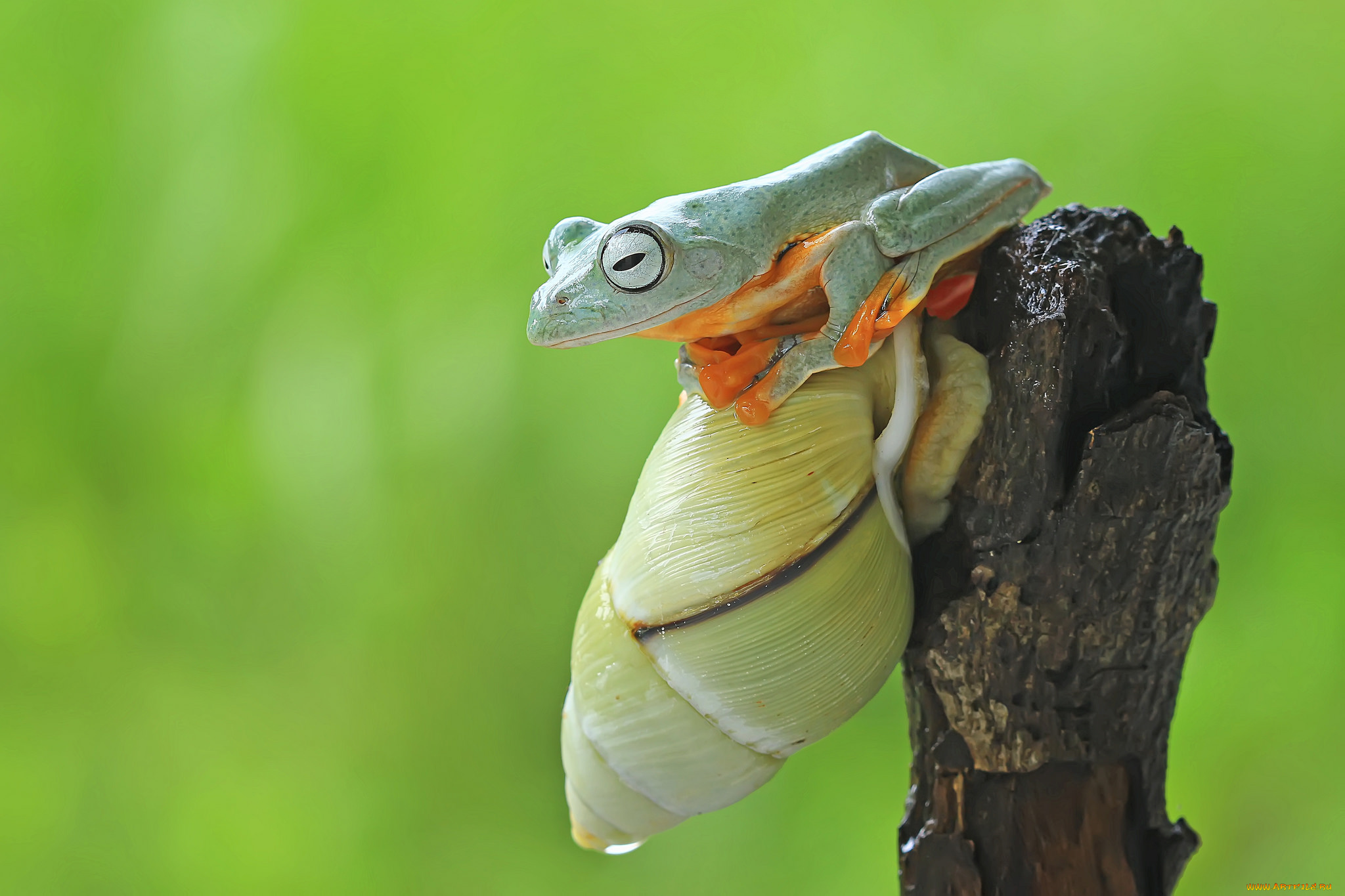 животные, разные, вместе, фон, макро, улитка, лягушка, коряга