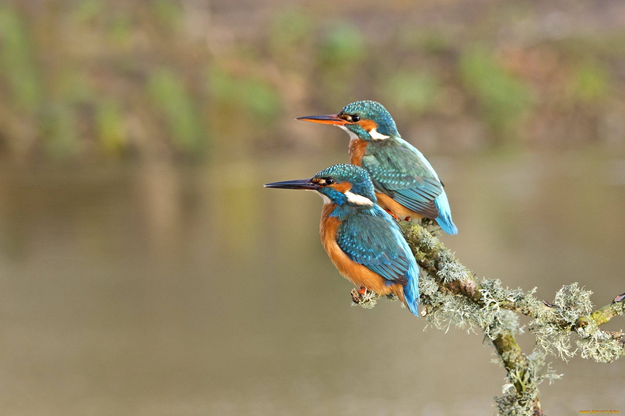 животные, зимородки, ветка, зимородок, птицы, пара
