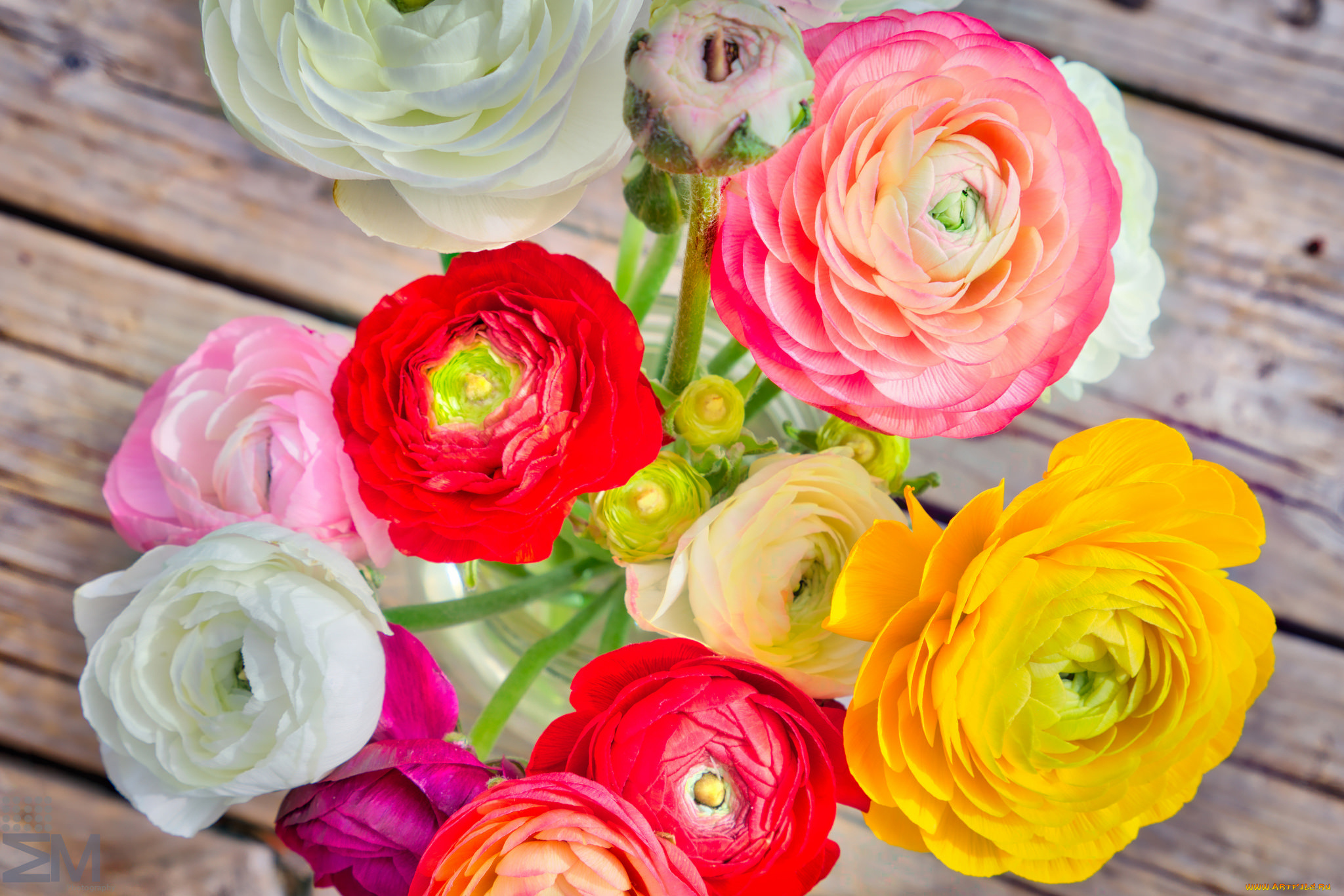 цветы, ранункулюс, , азиатский, лютик, букет, бутоны, ранункулюсы