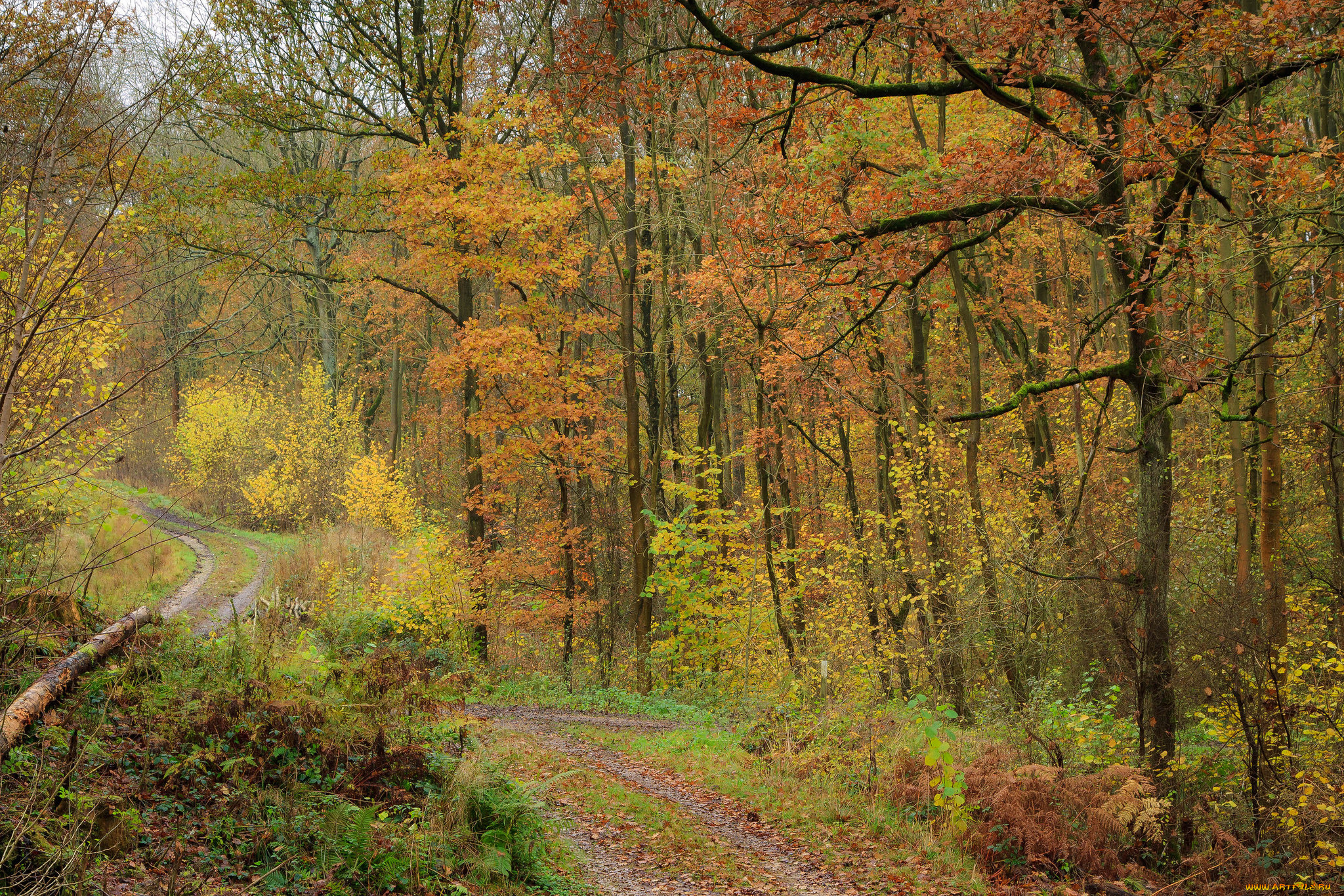 природа, лес, деревья