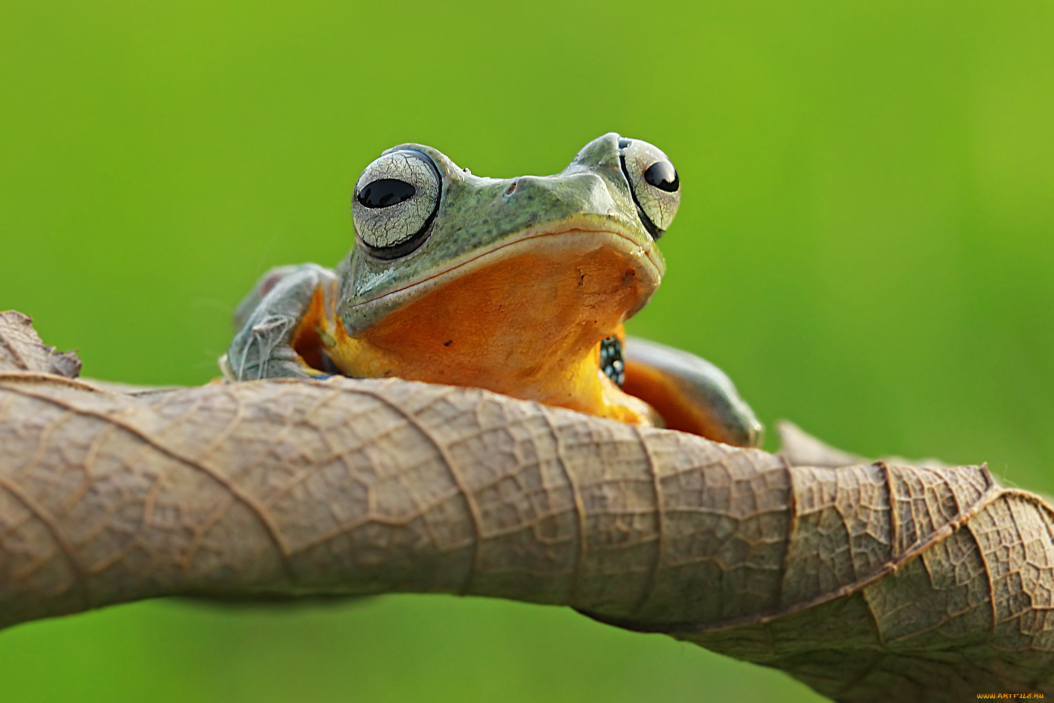 животные, лягушки, фон, макро, лягушка, коряга