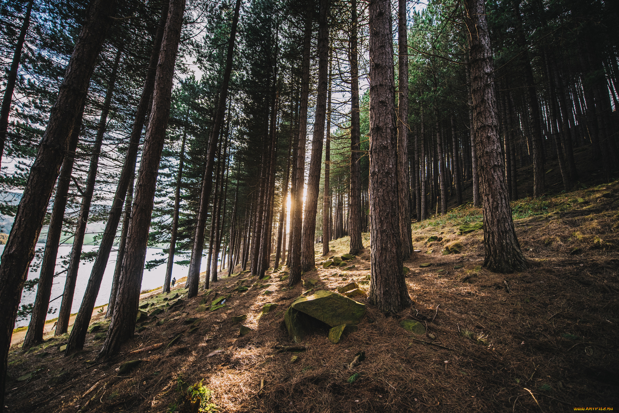 природа, лес, деревья