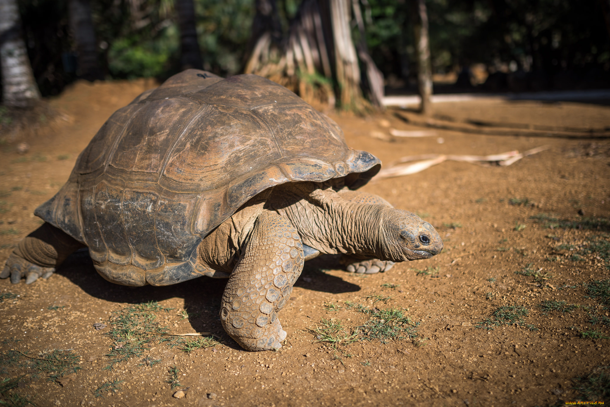 животные, Черепахи, черепаха